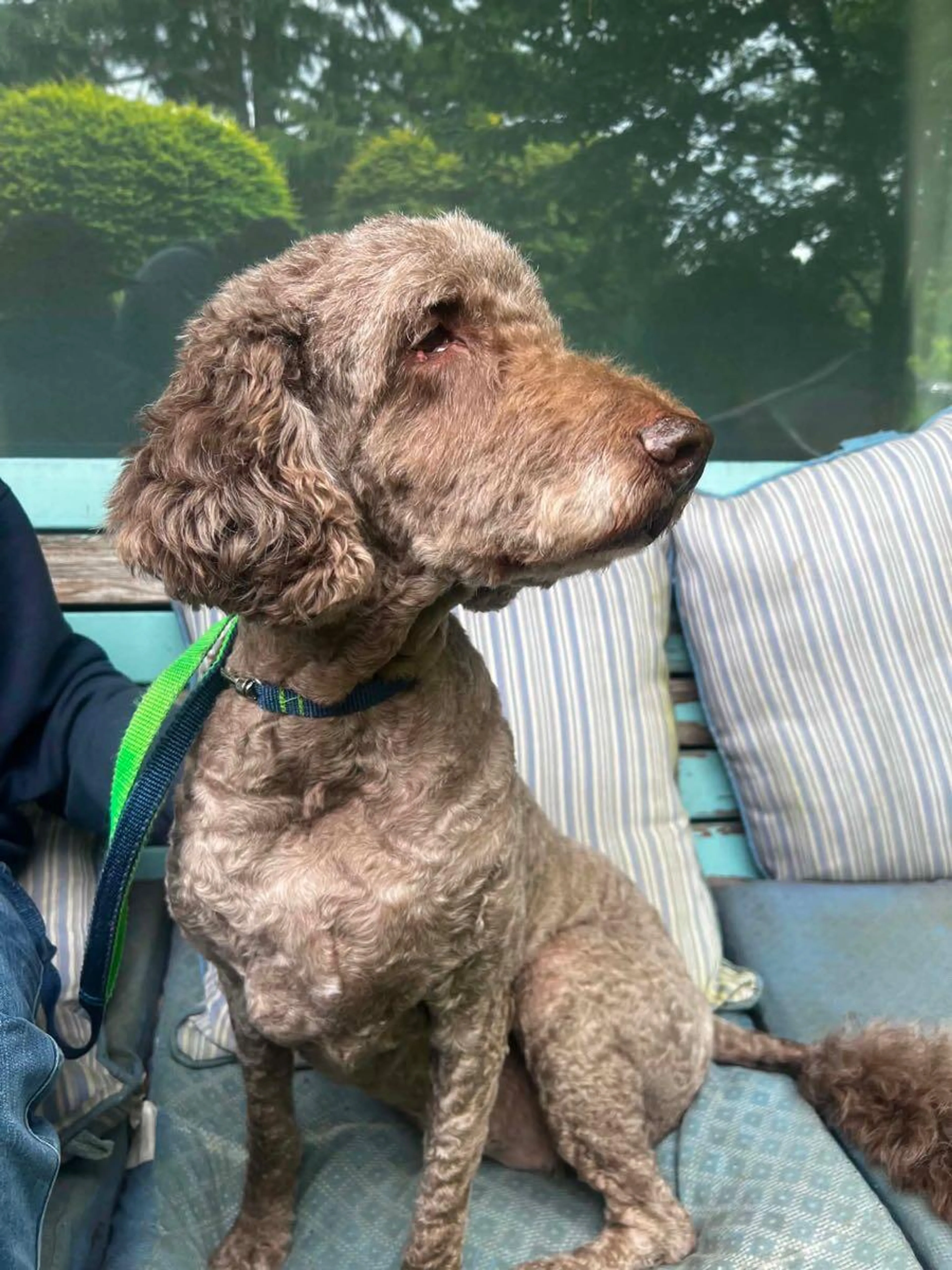 Found pet
