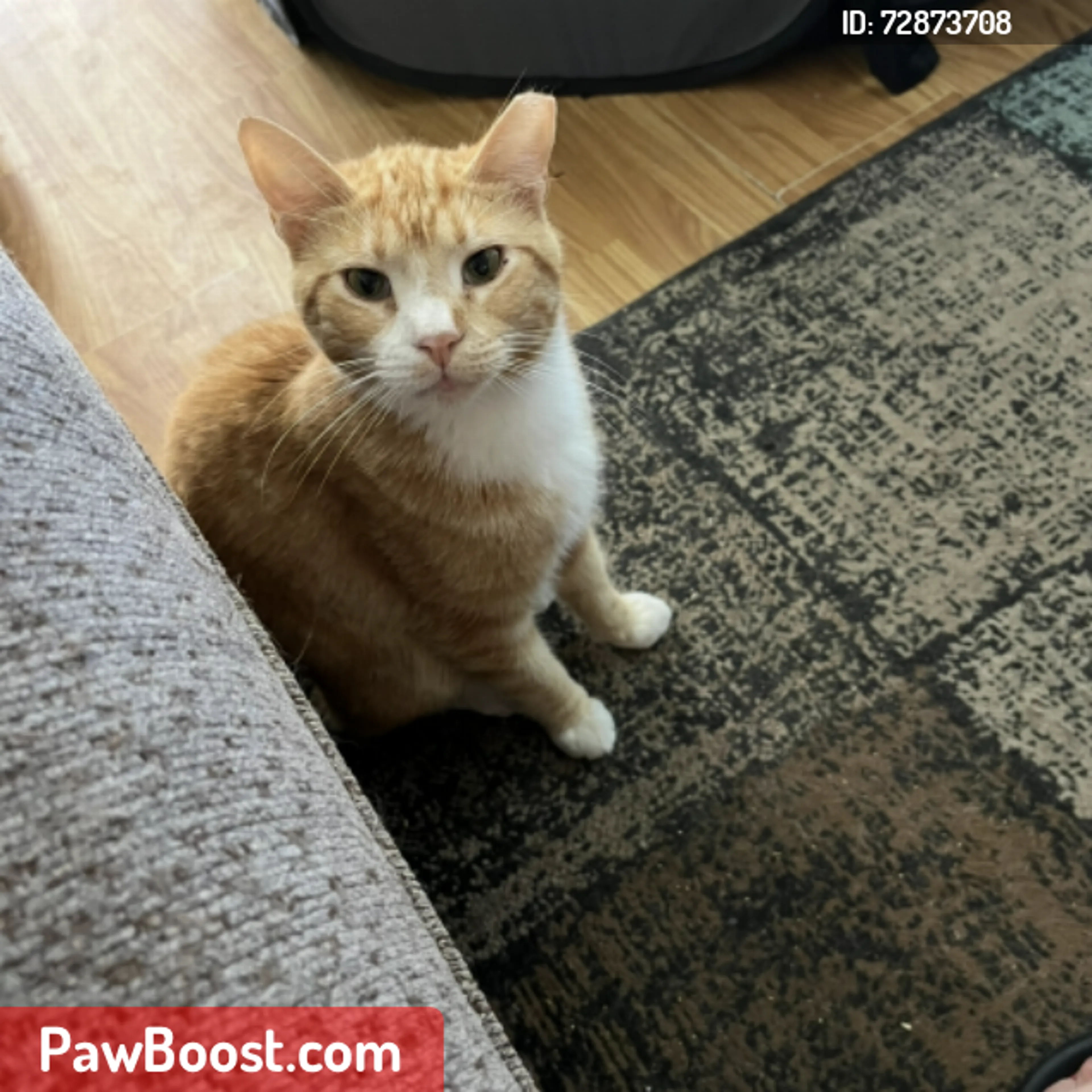 Lost pet
