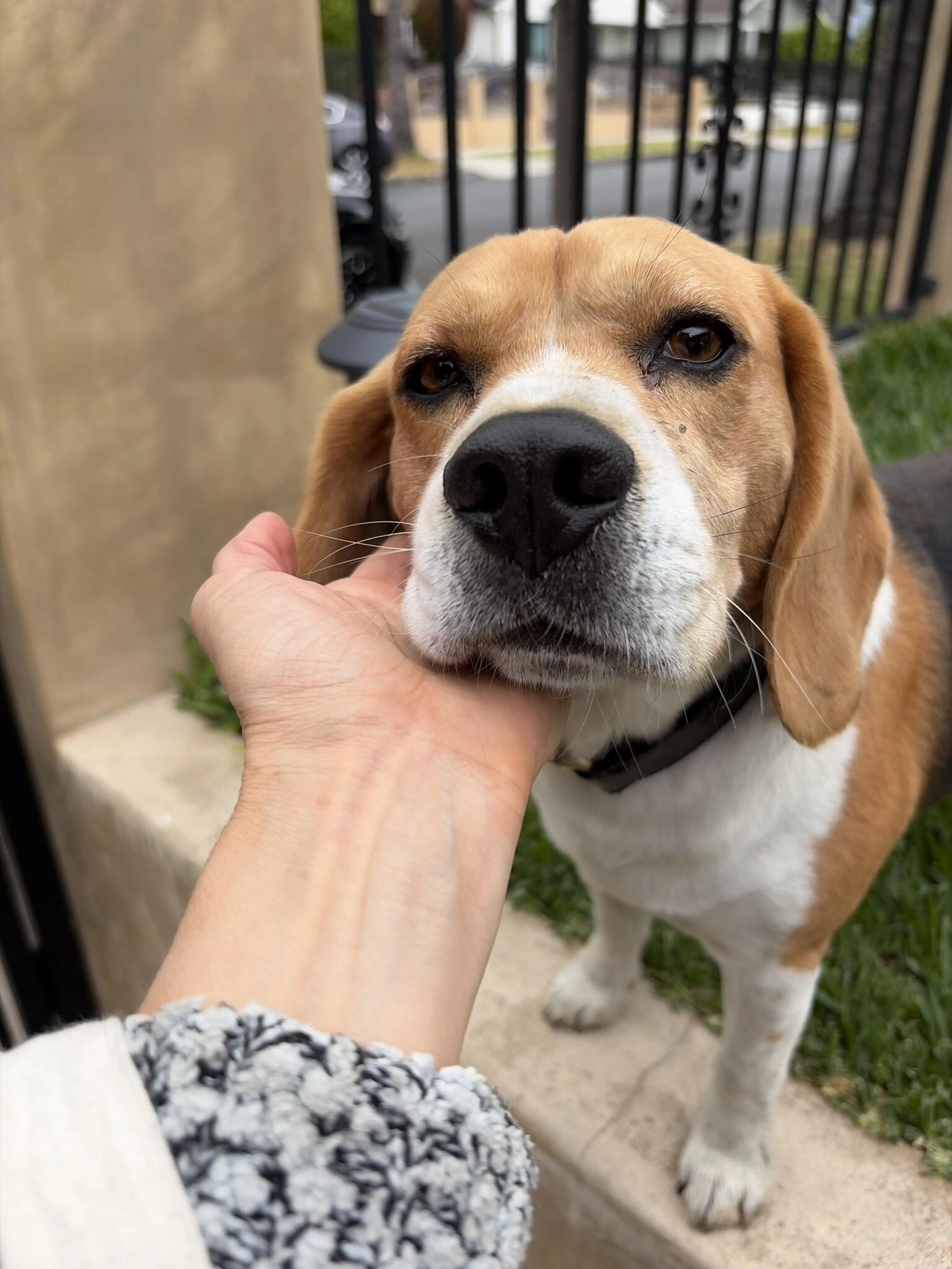 Found pet