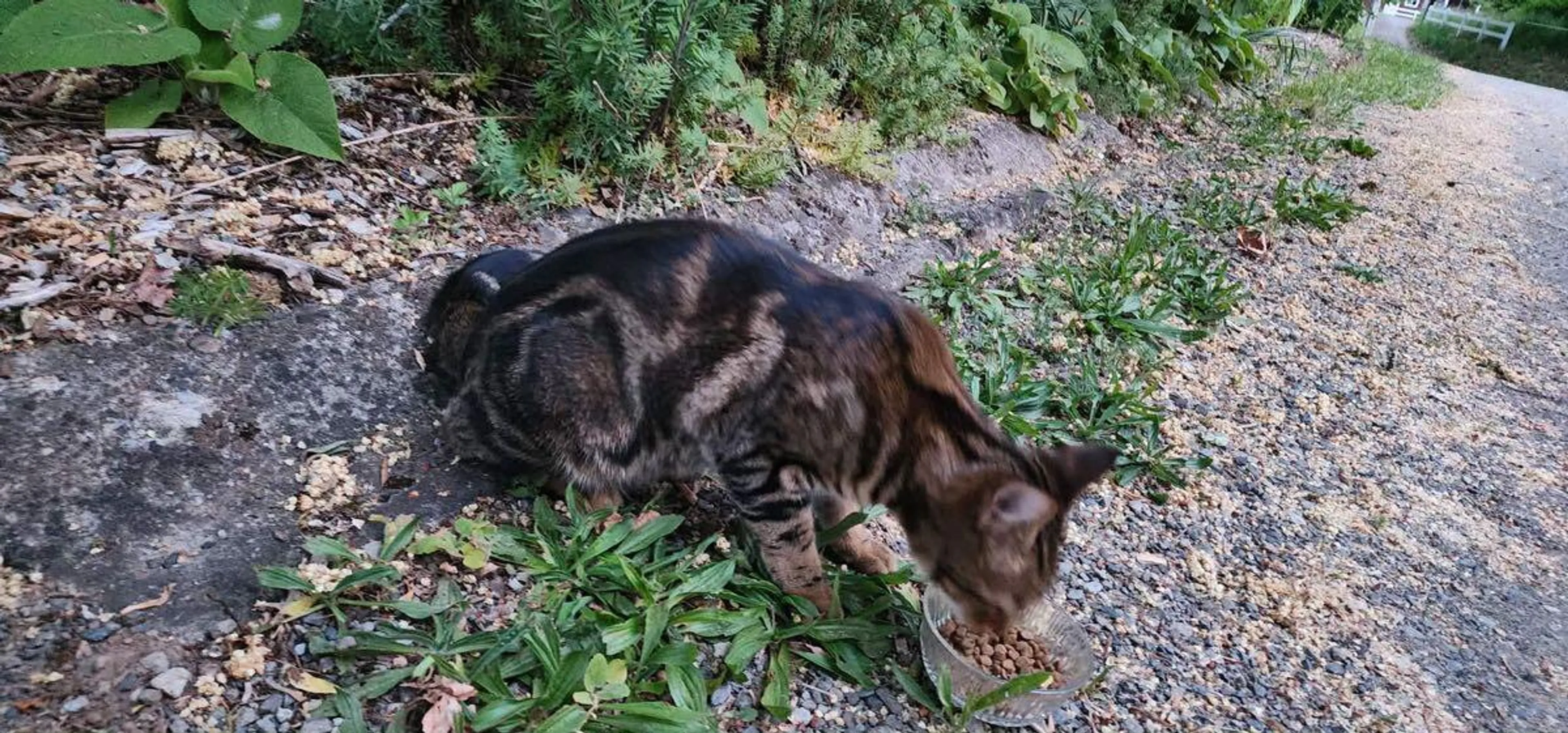 Found pet