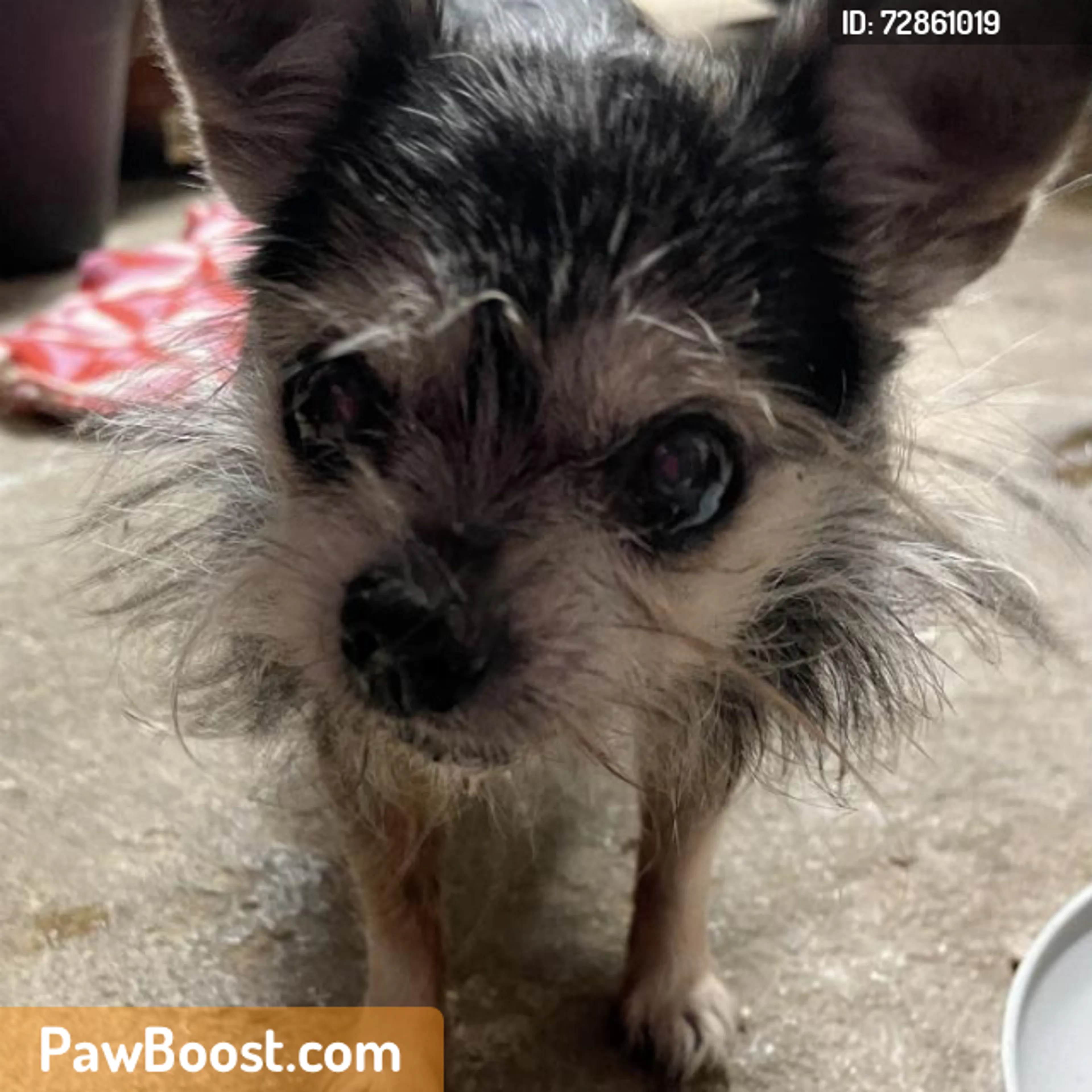 Found pet