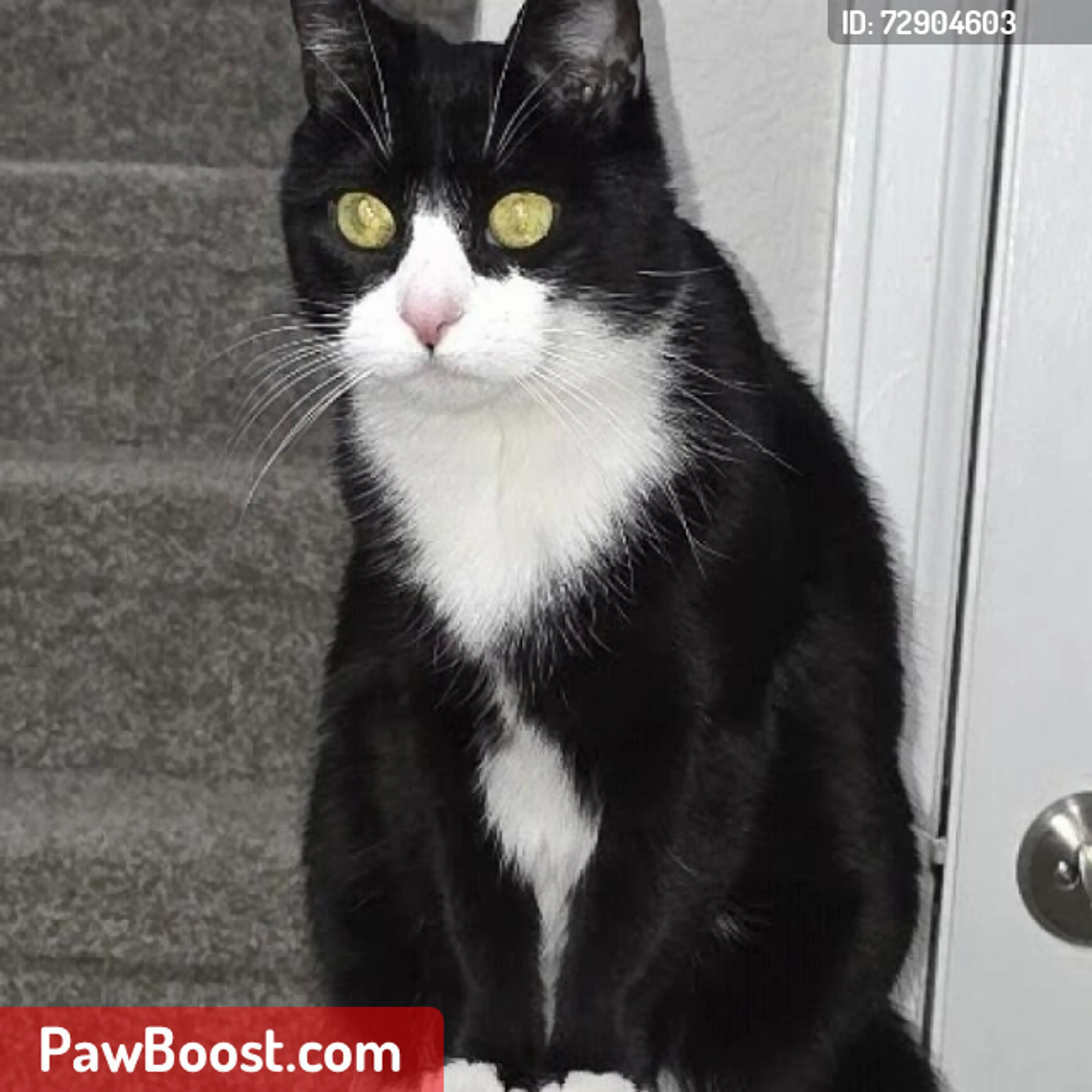Lost pet