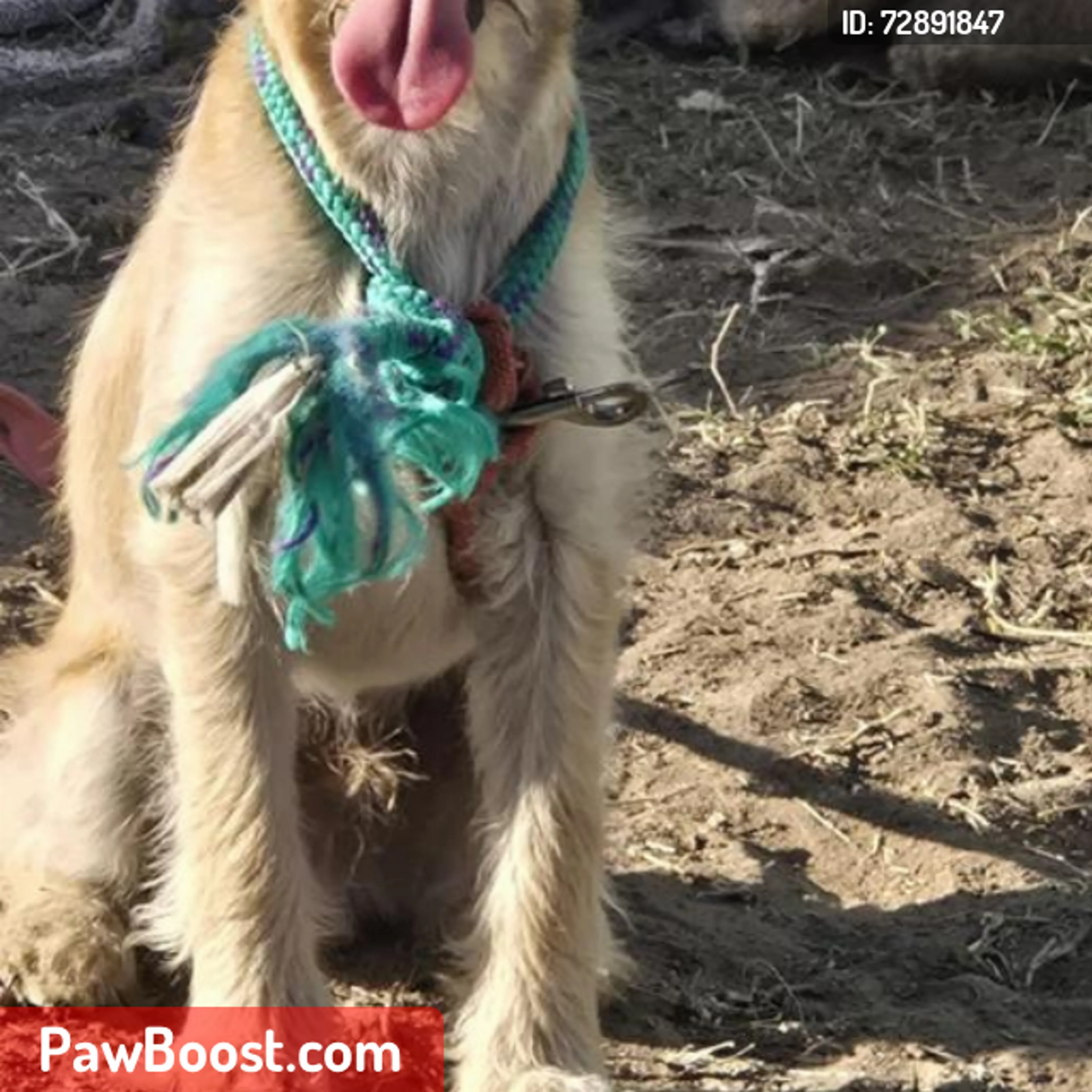 Lost pet