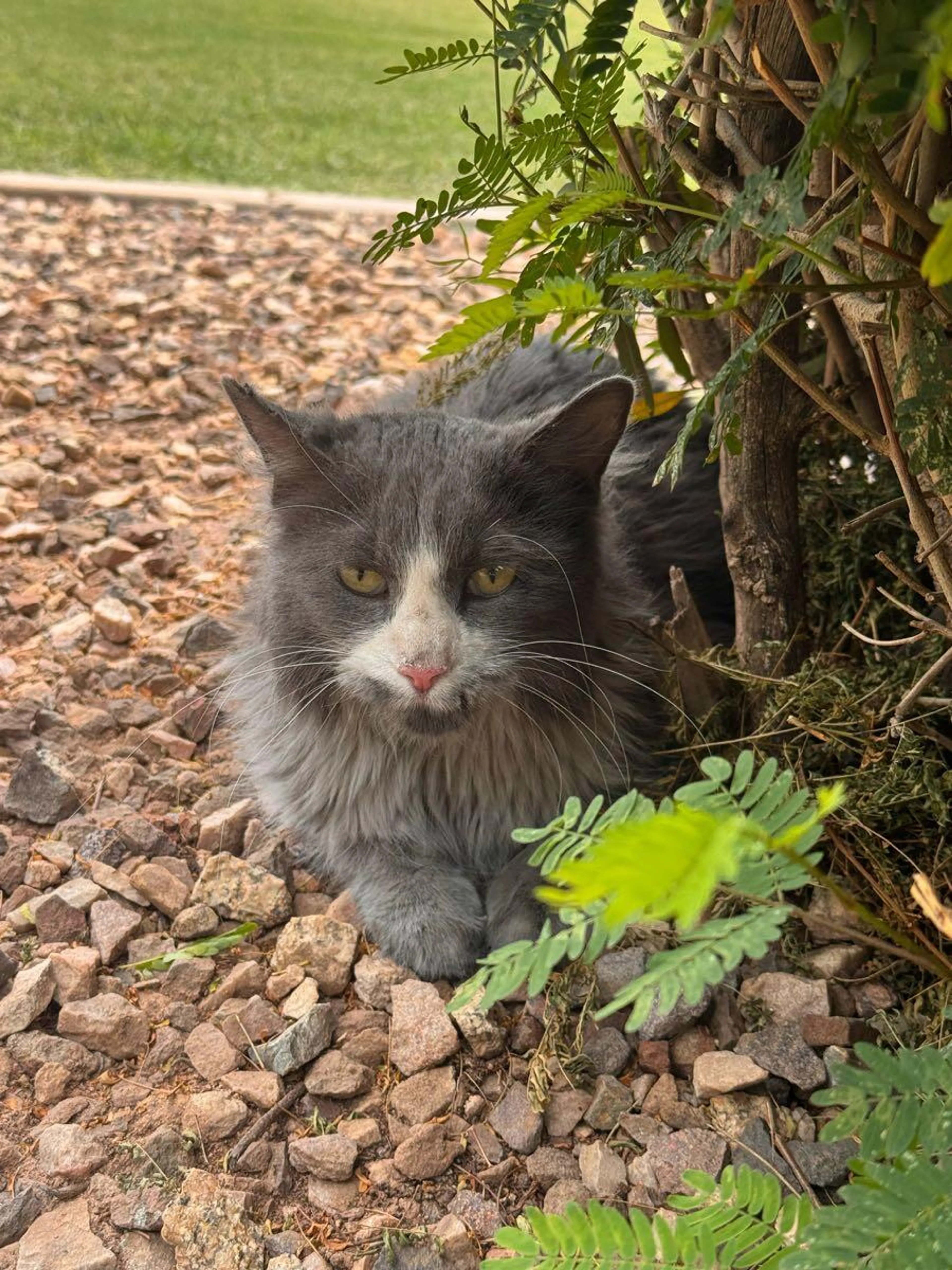 Found pet