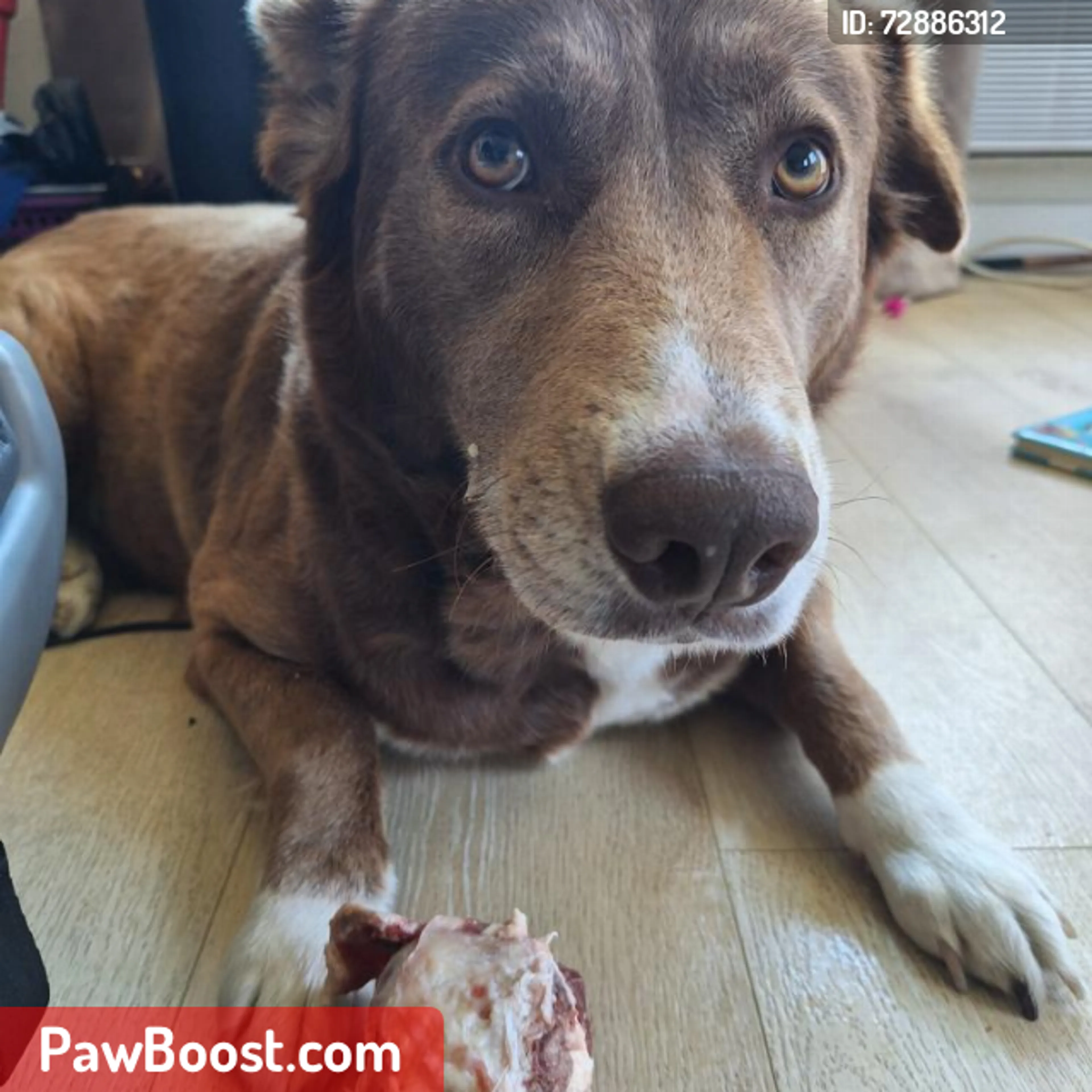 Lost pet