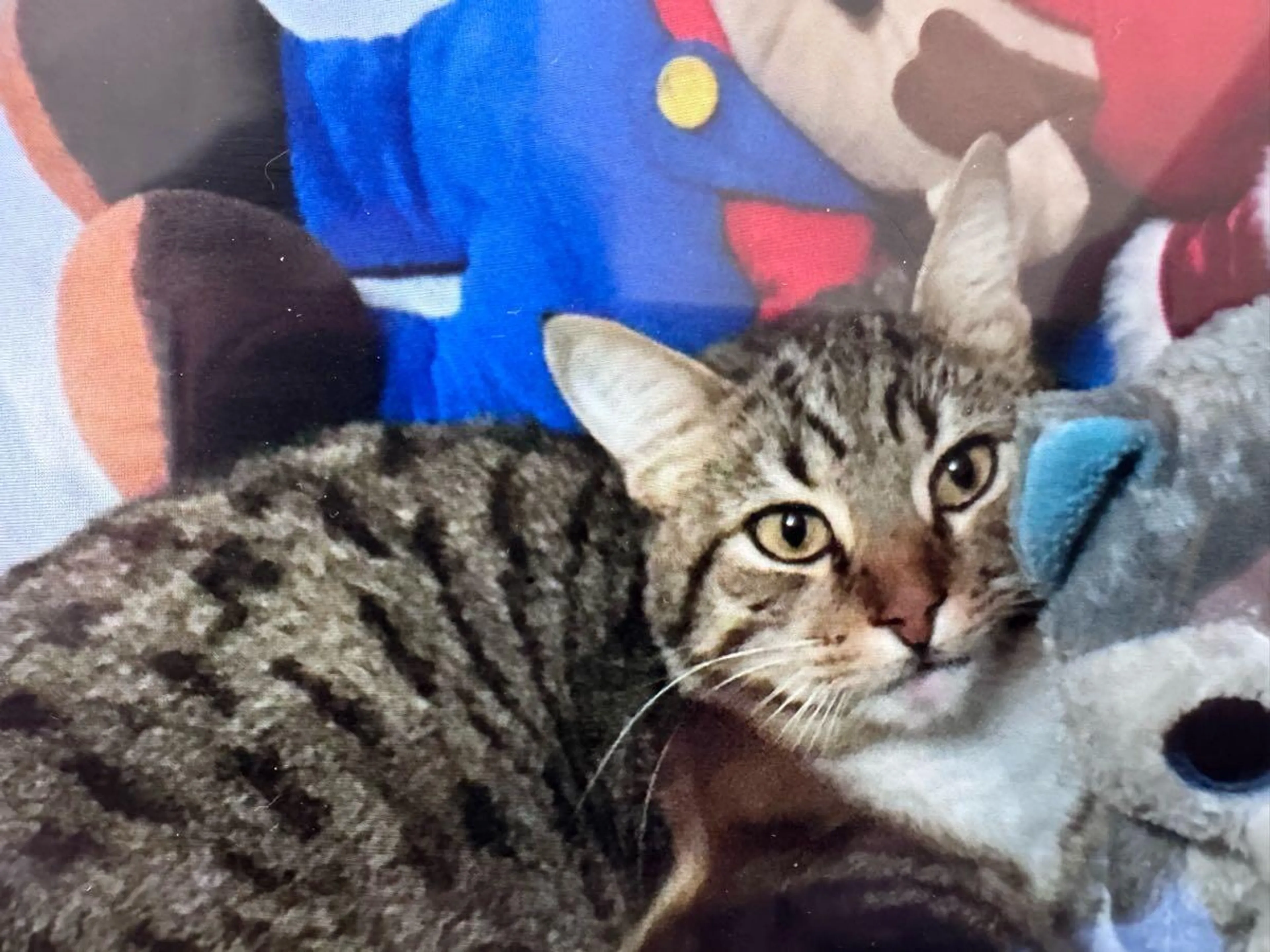 Lost pet