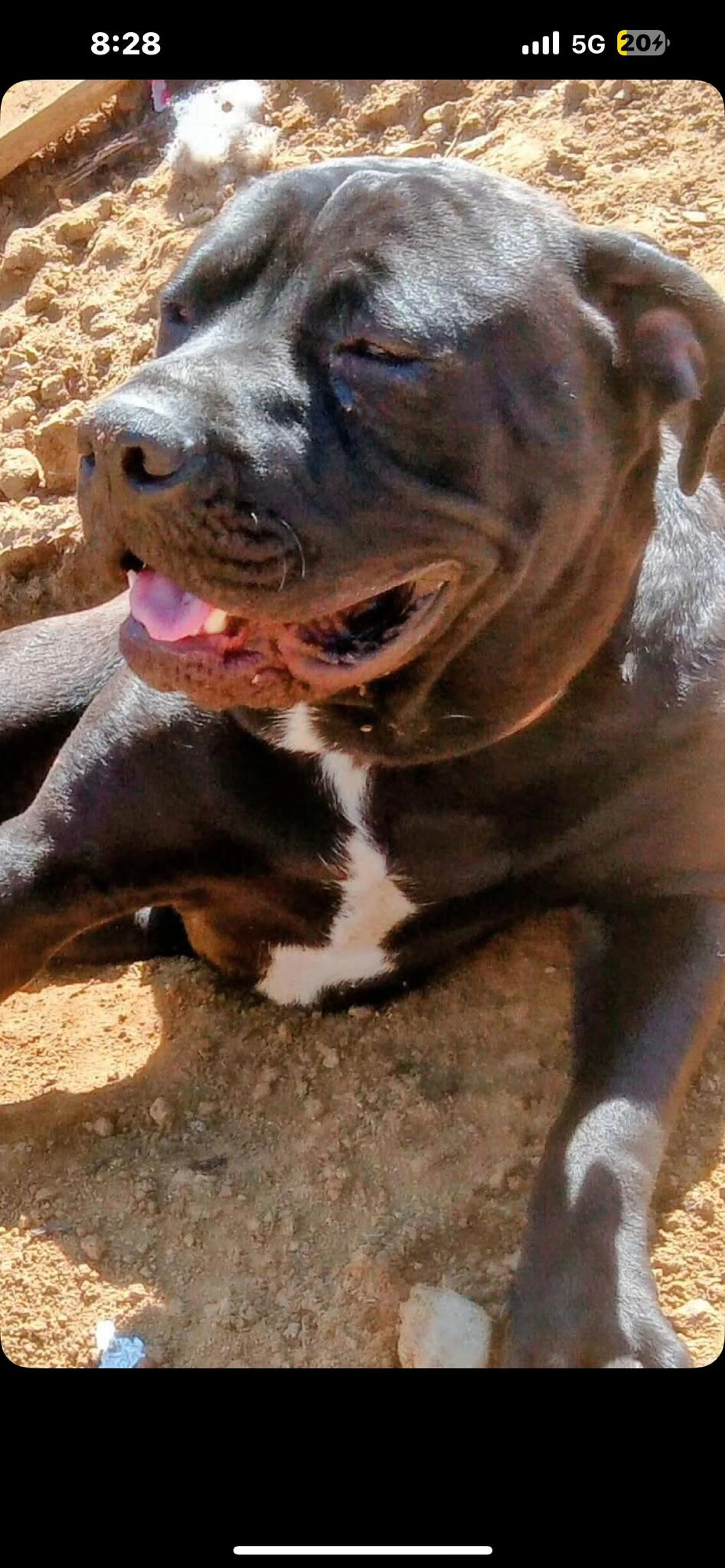 Lost pet