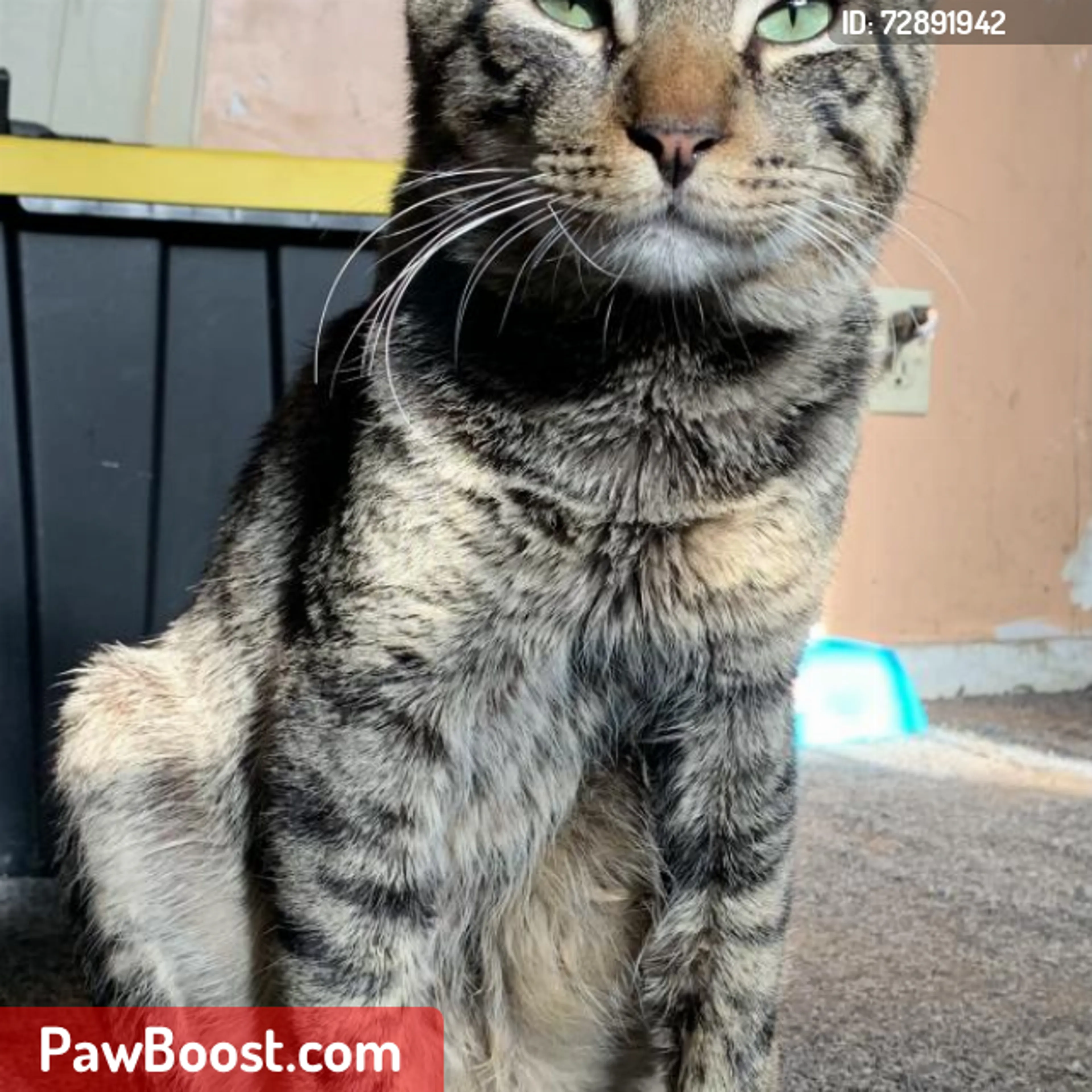 Lost pet