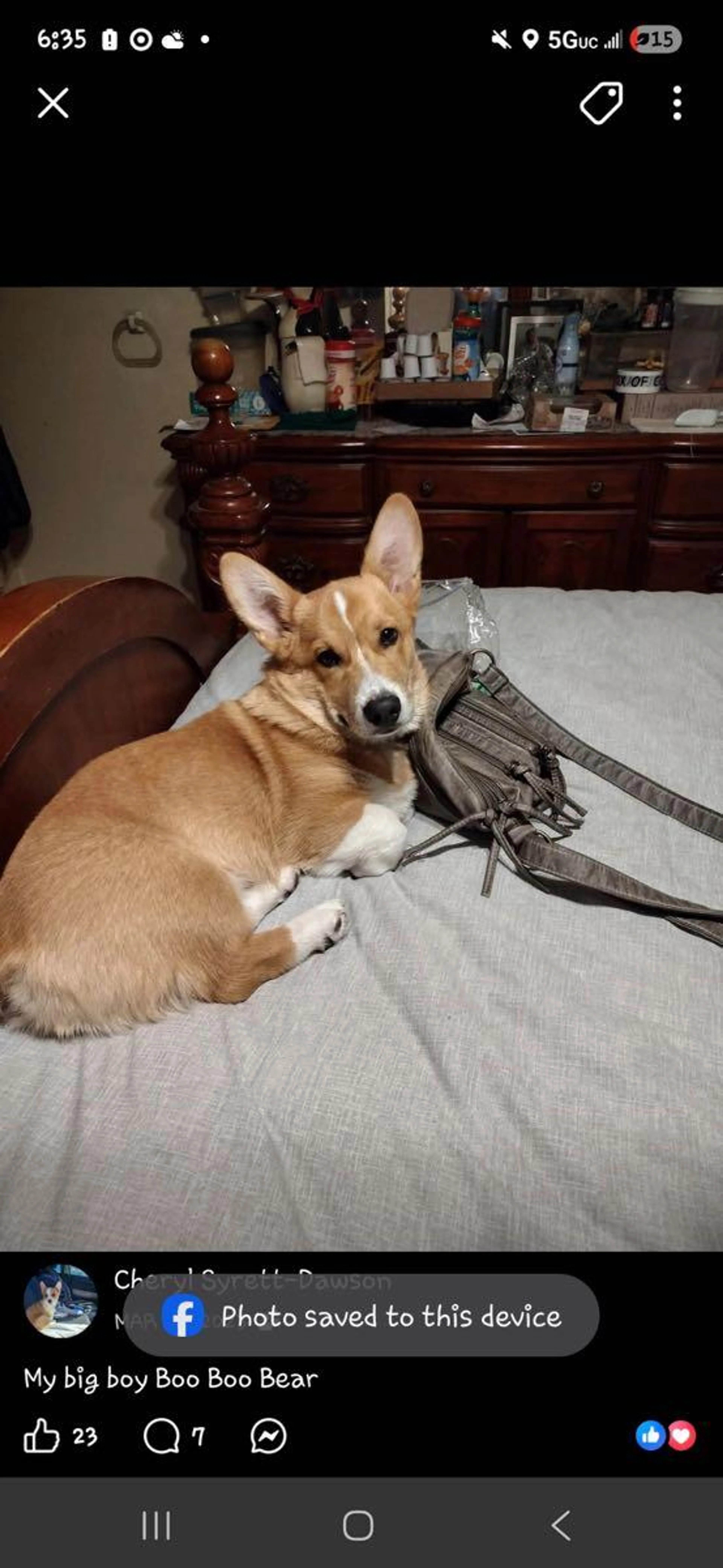 Lost pet
