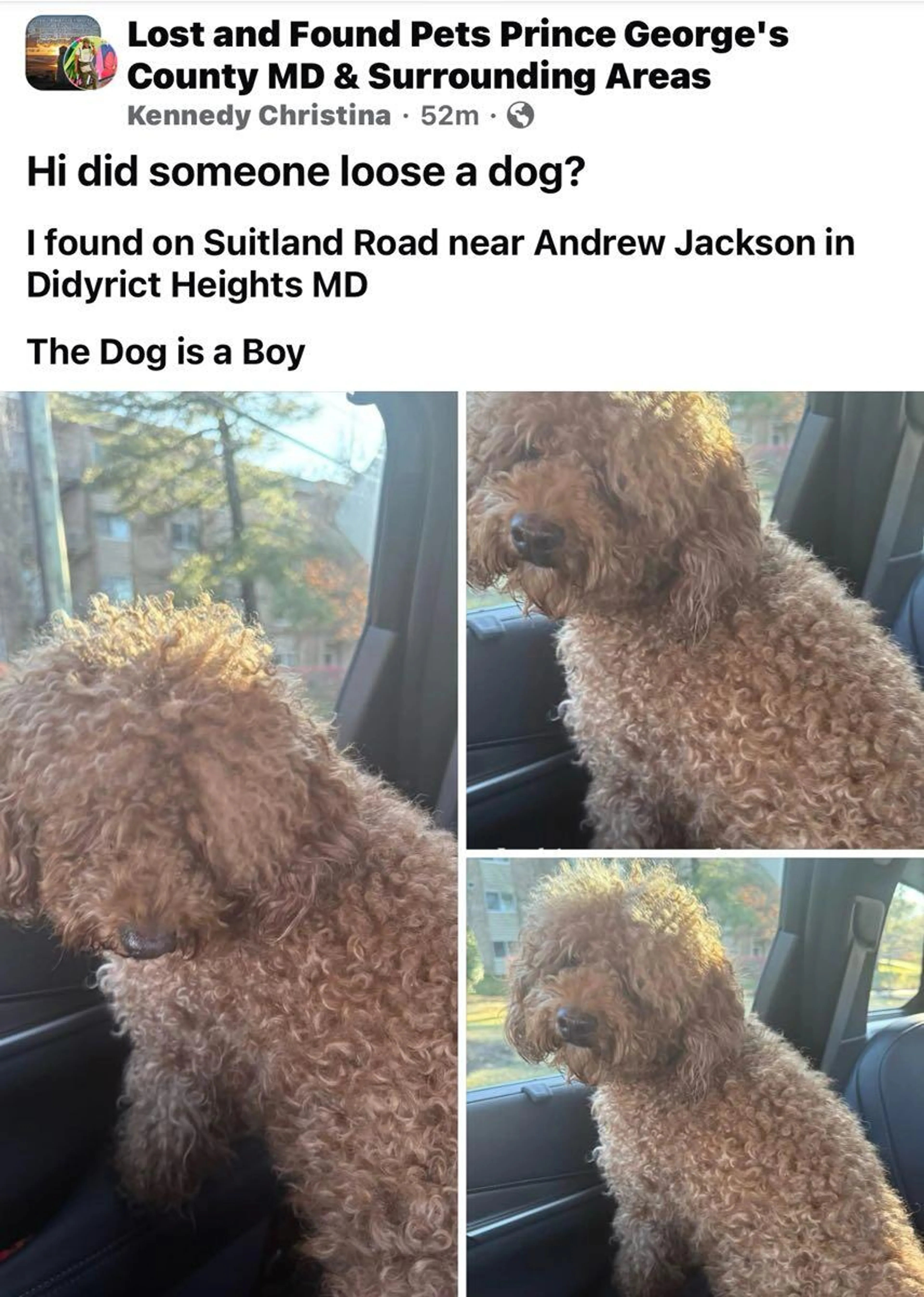 Found pet