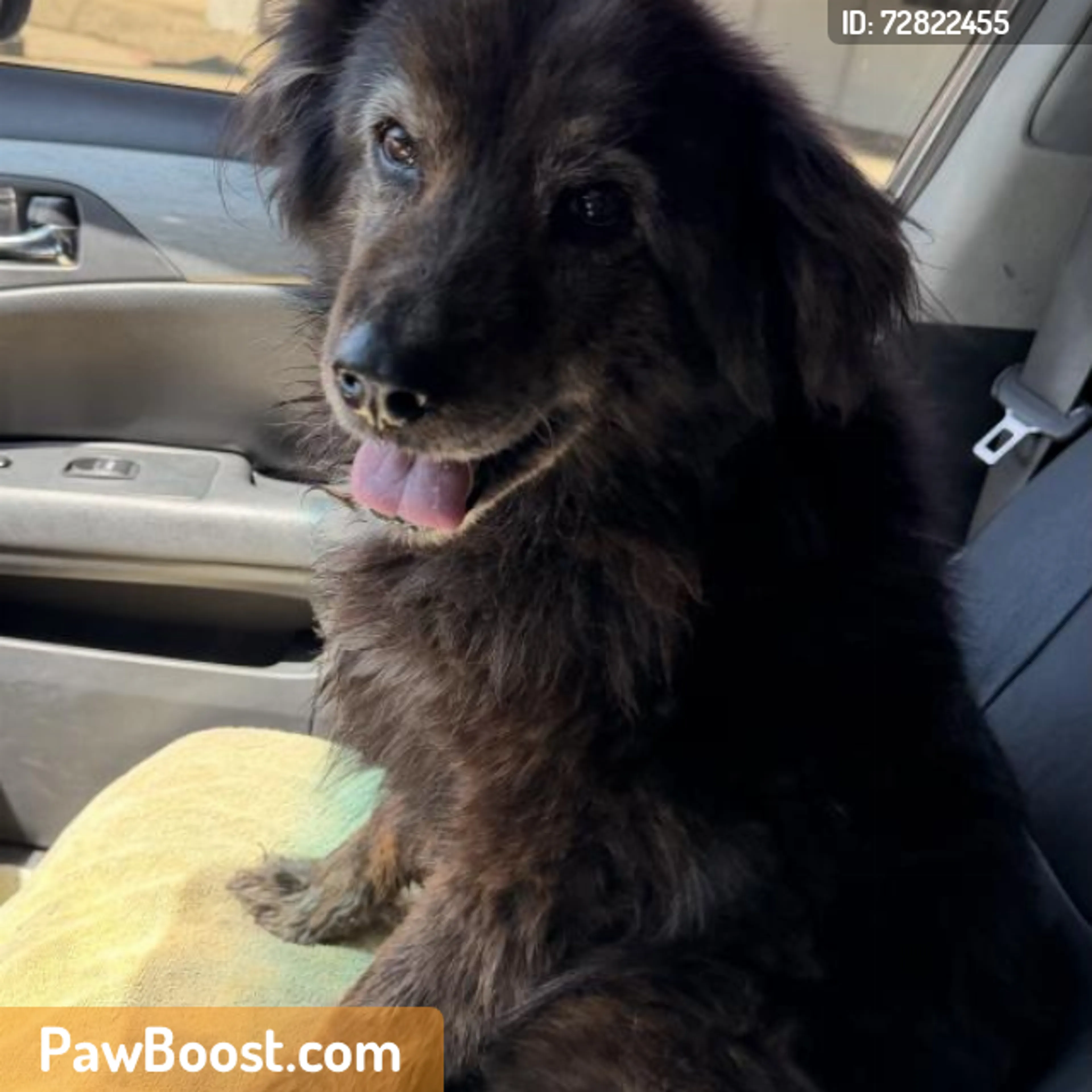 Found pet