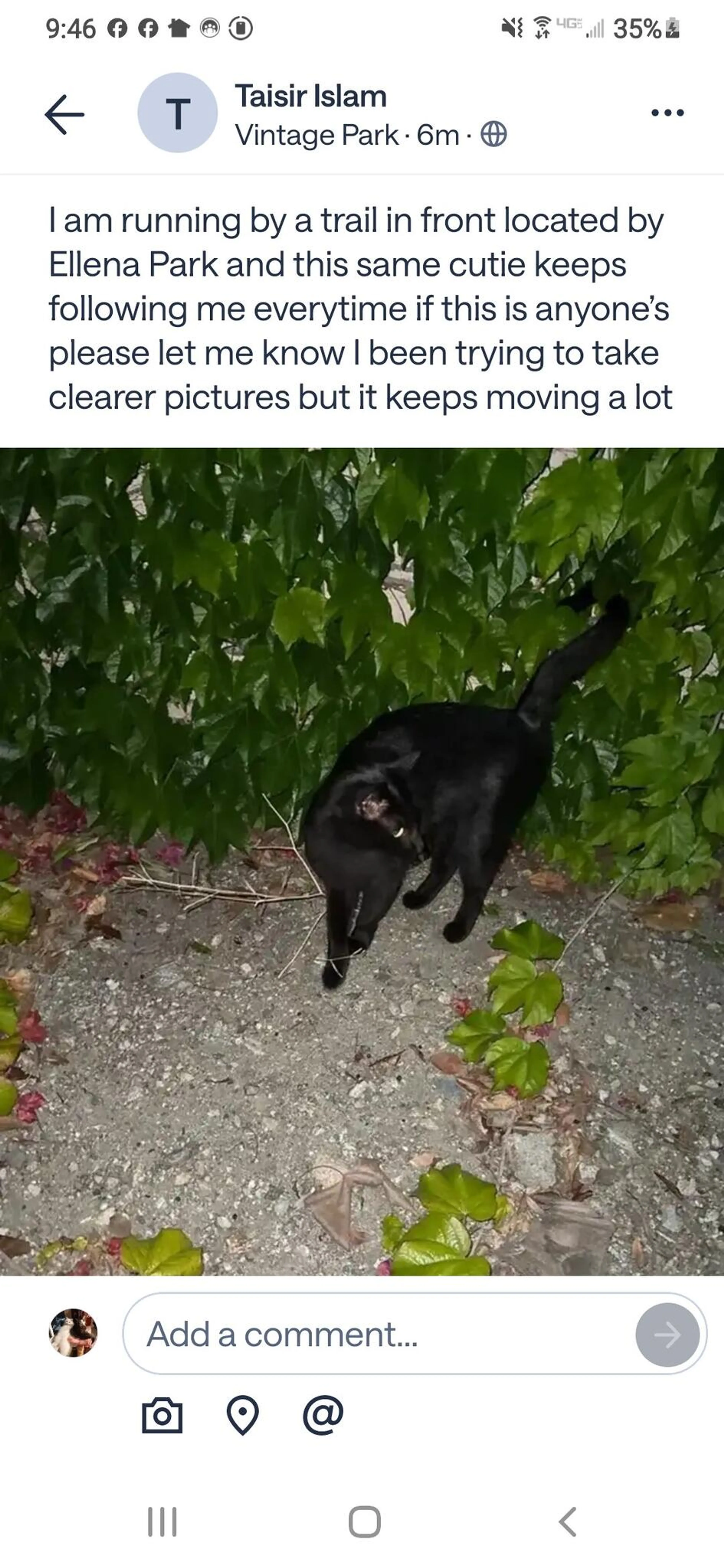 Found pet