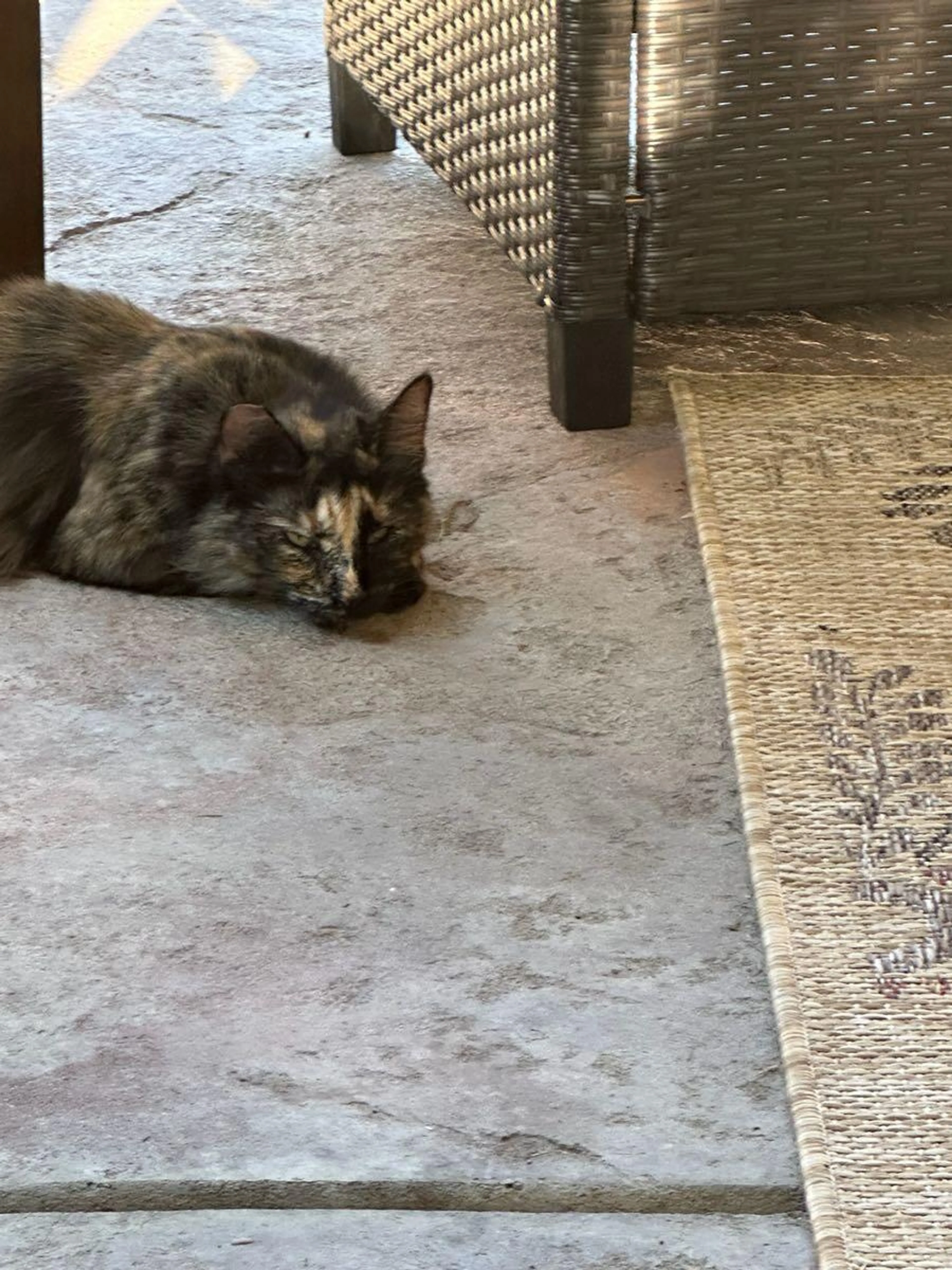 Found pet
