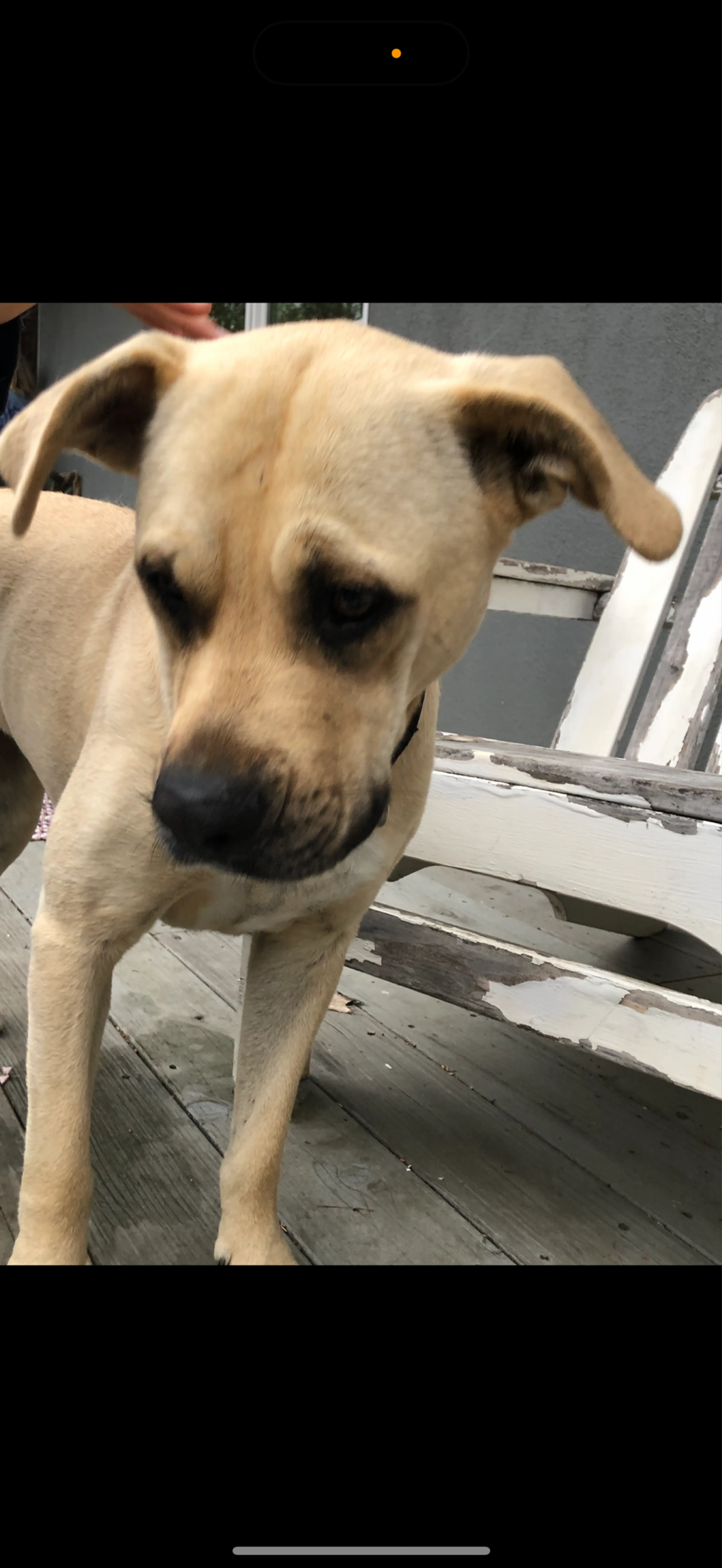 Lost pet