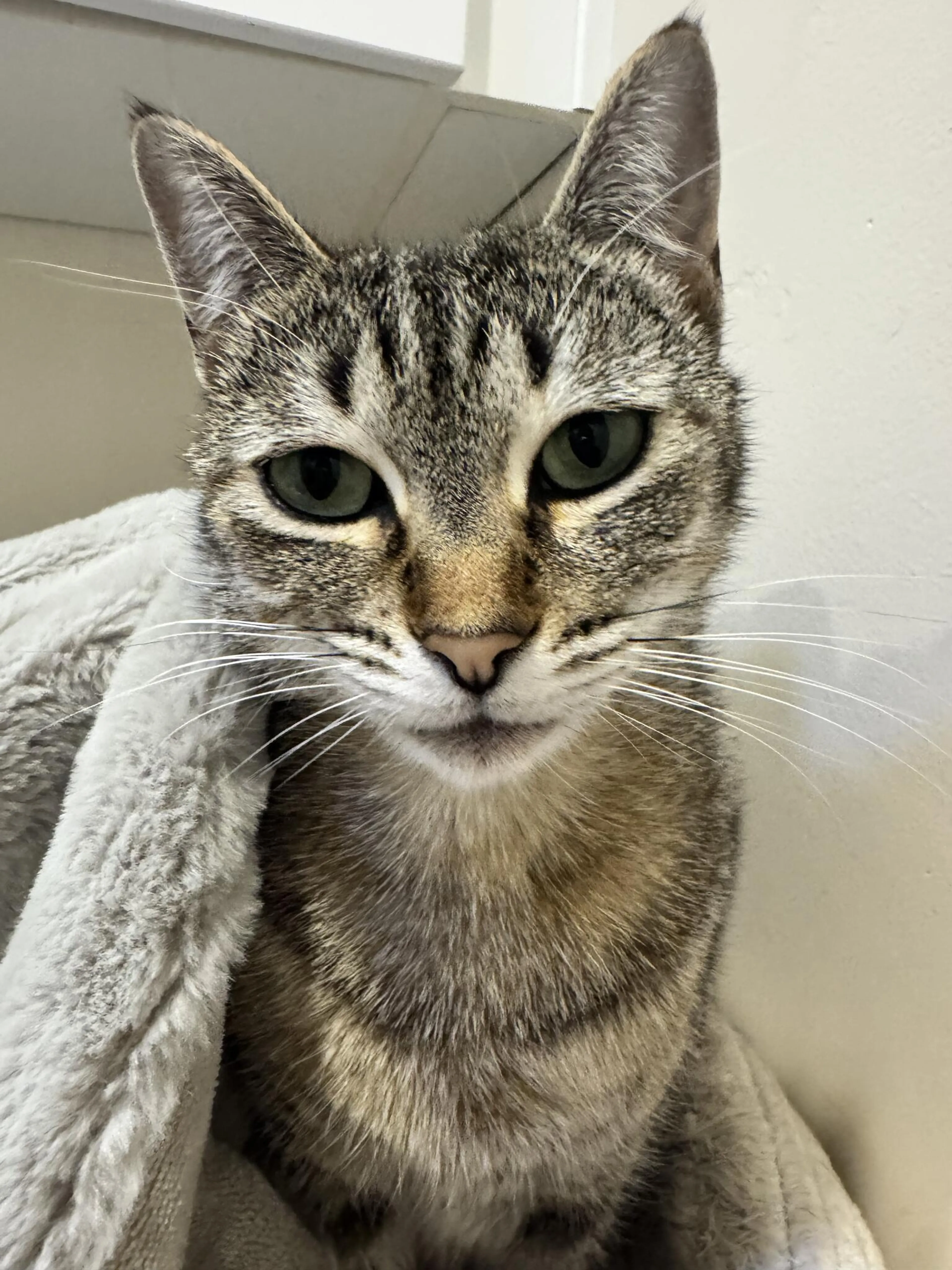 Lost pet