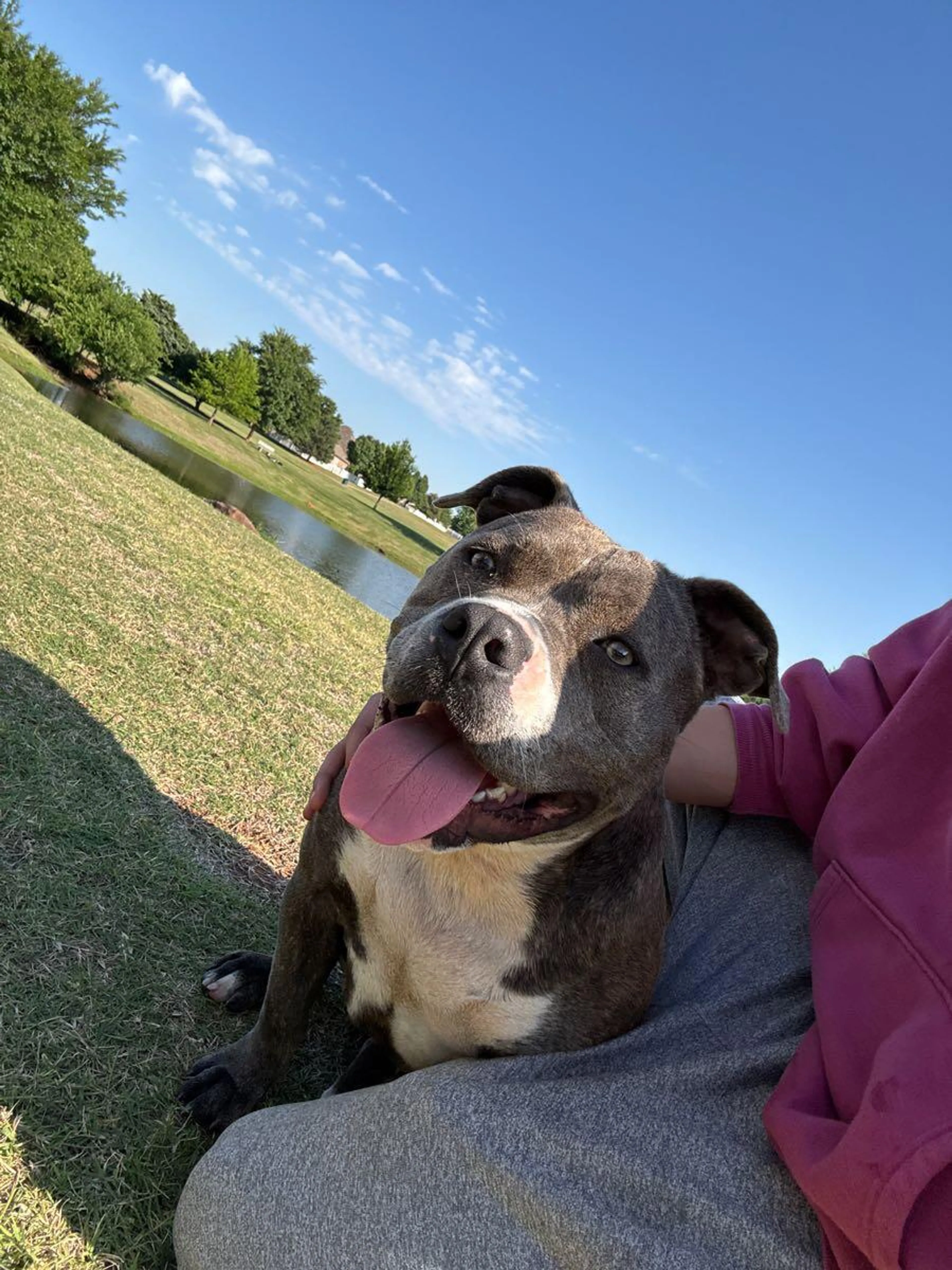 Found pet
