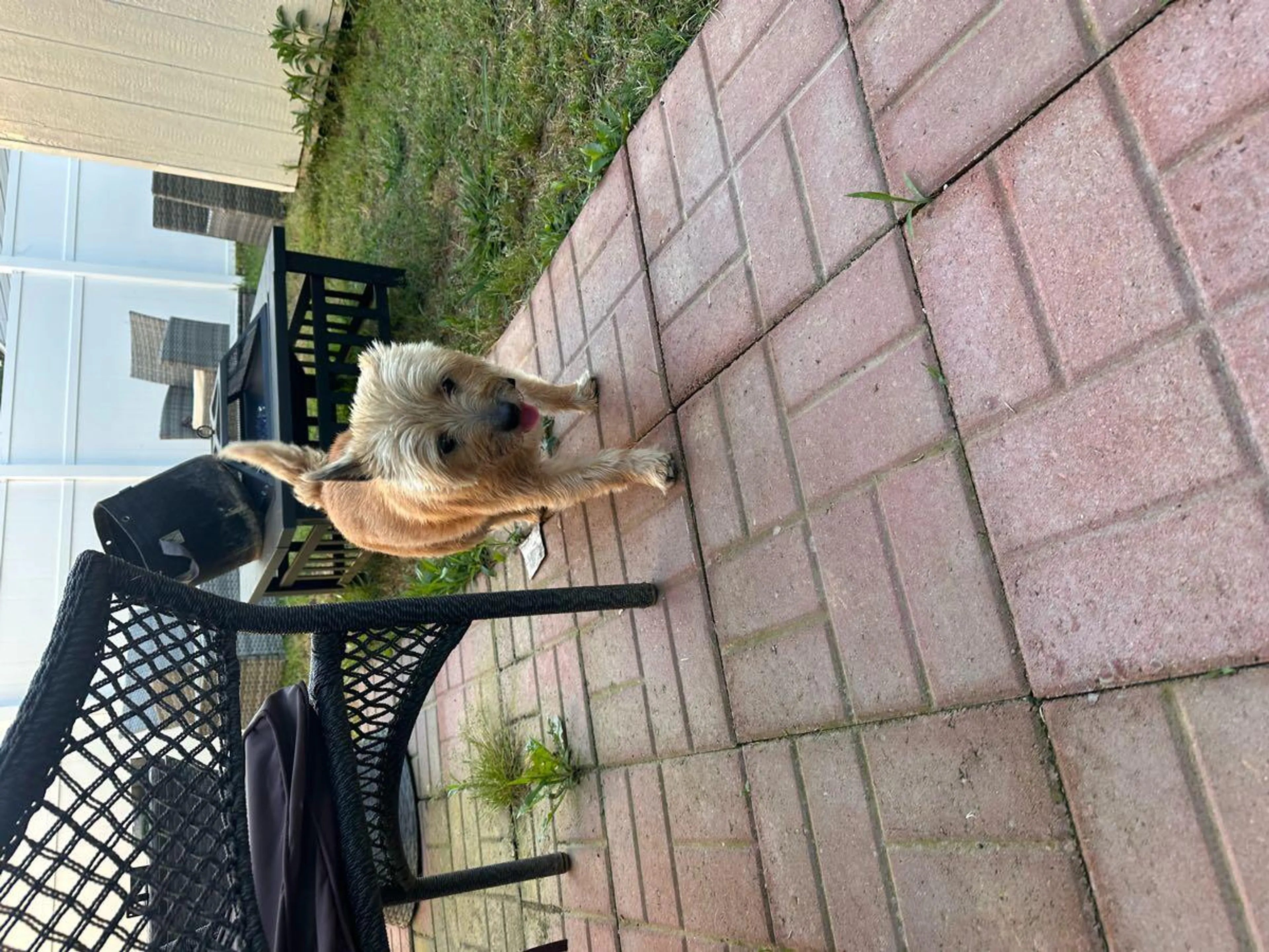 Found pet