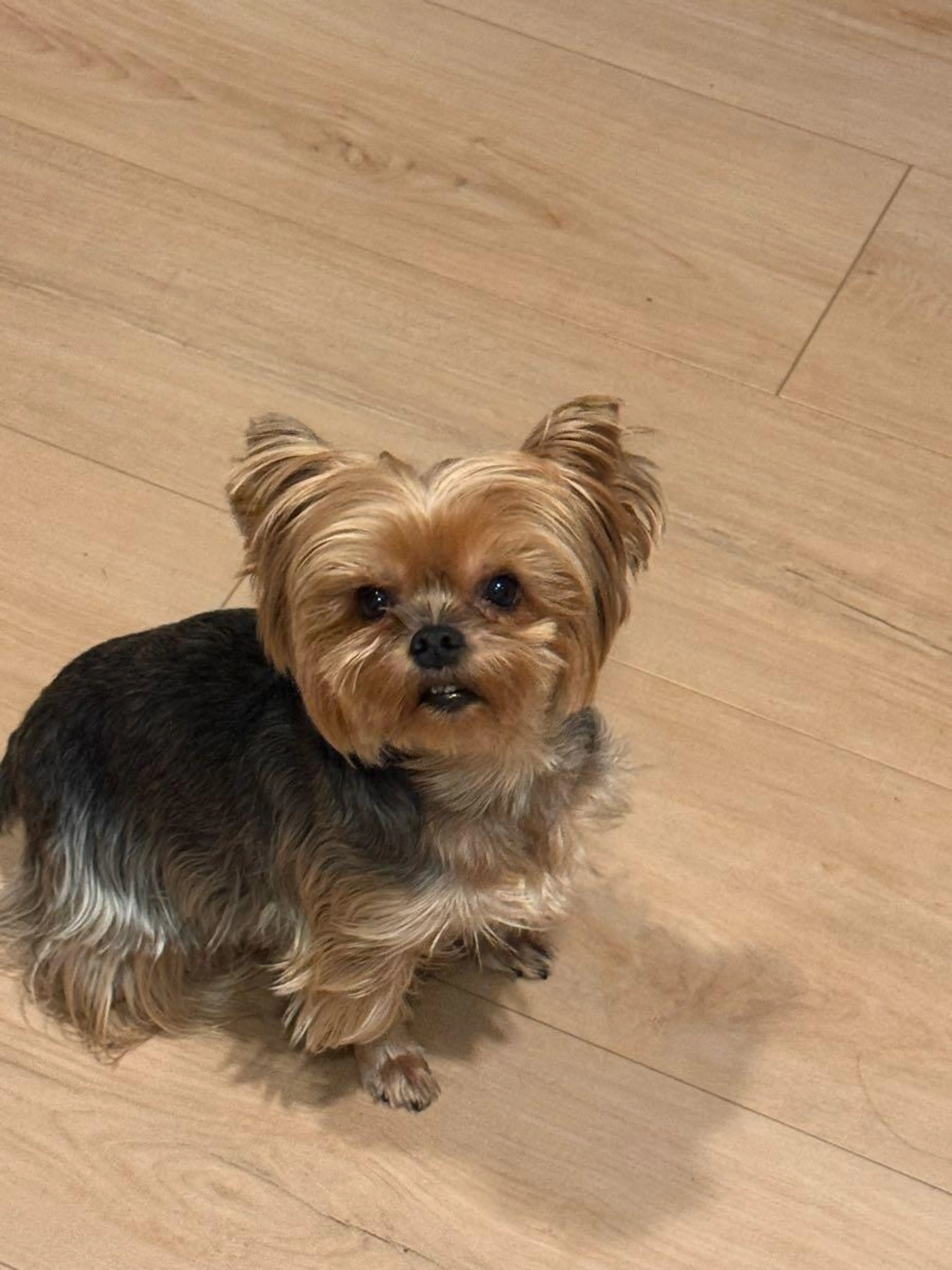 Lost pet