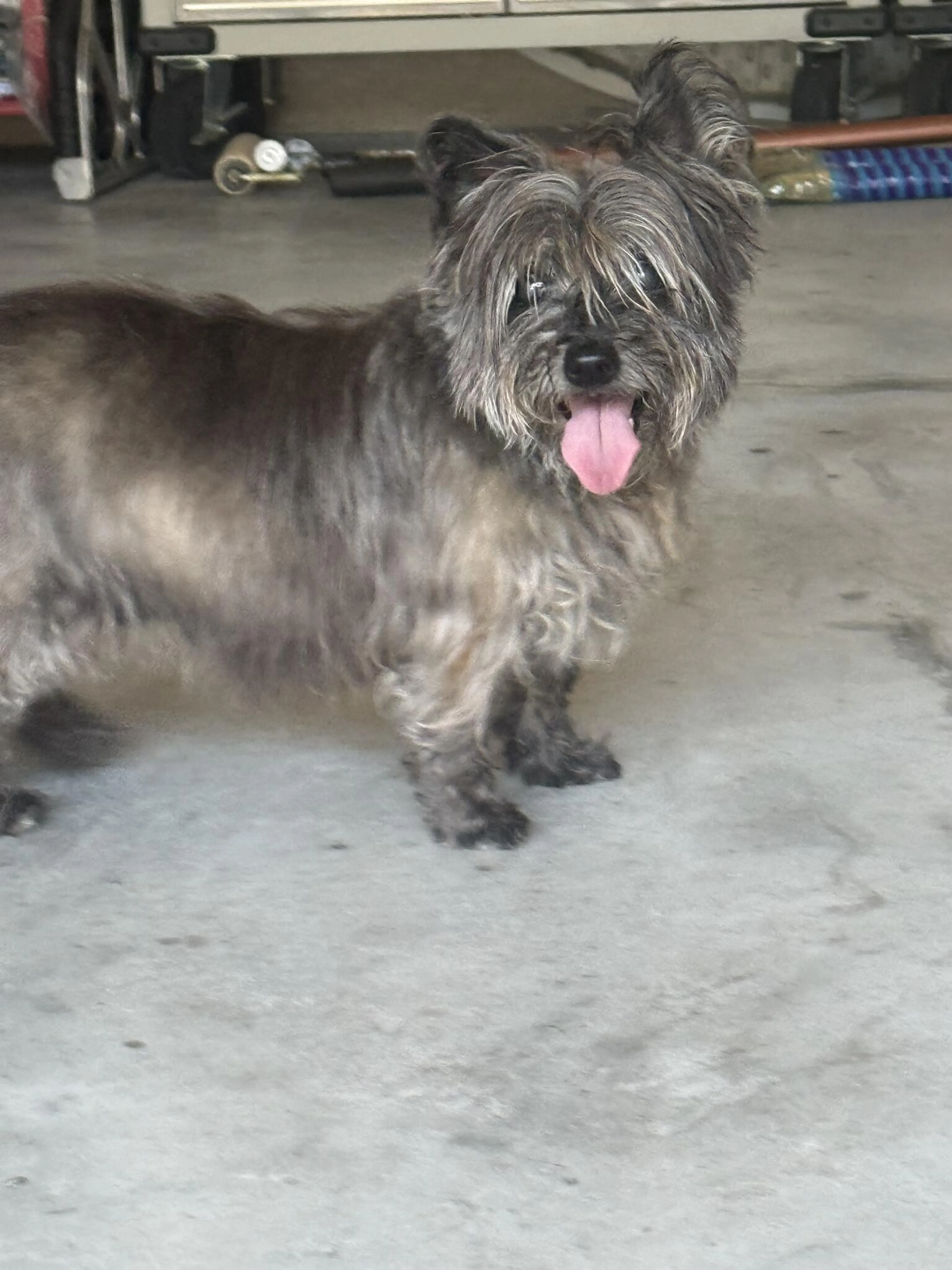 Found pet