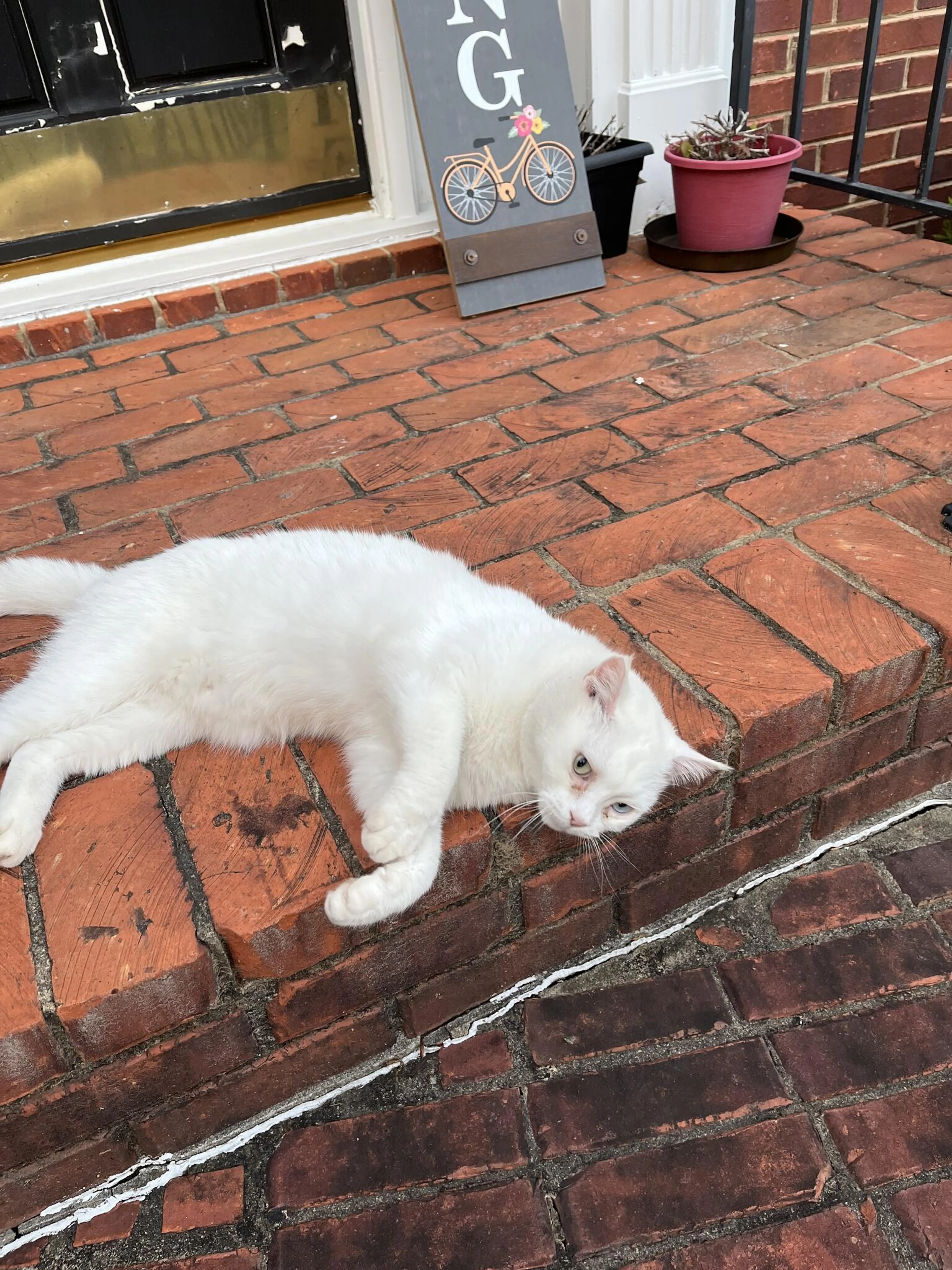 Lost pet