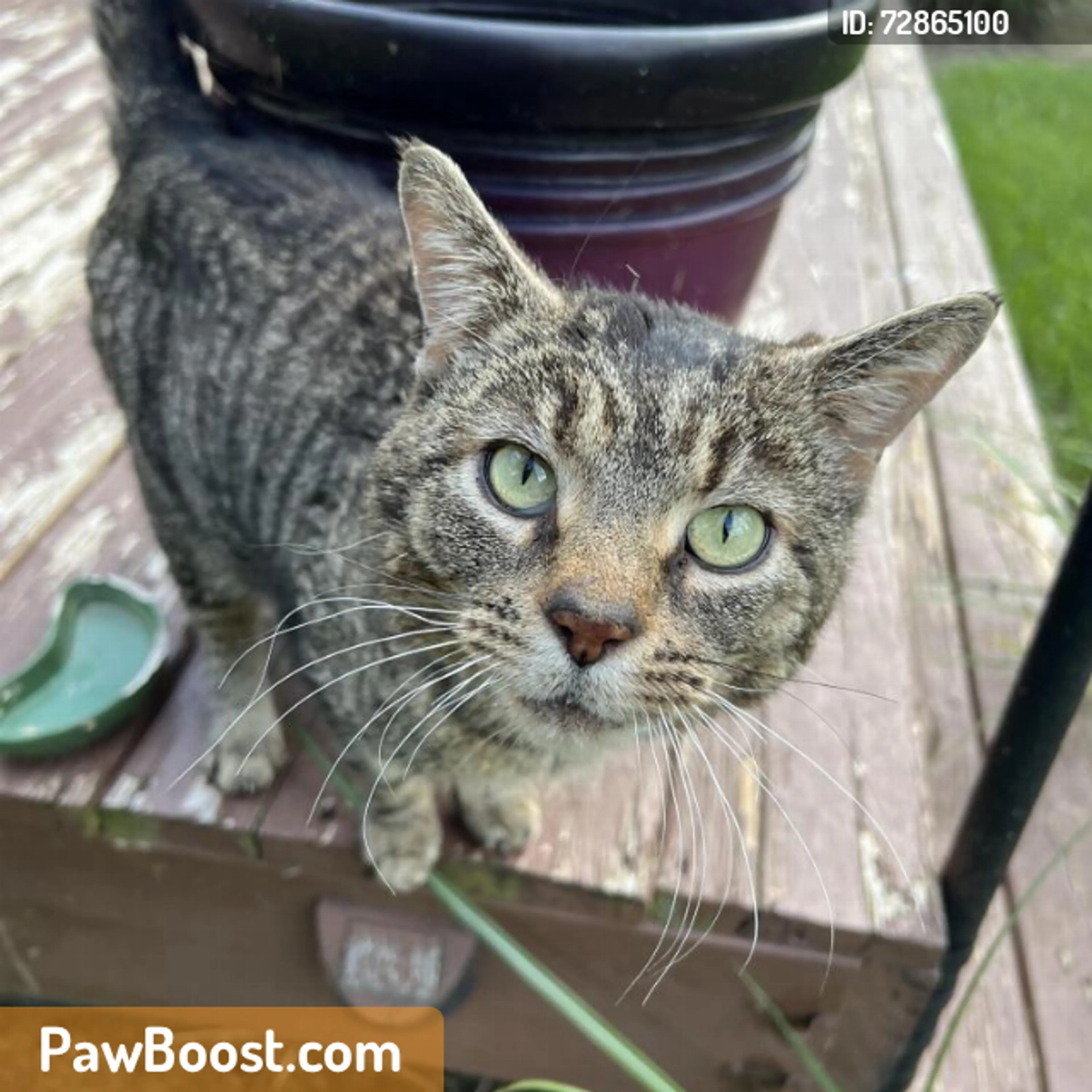 Found pet