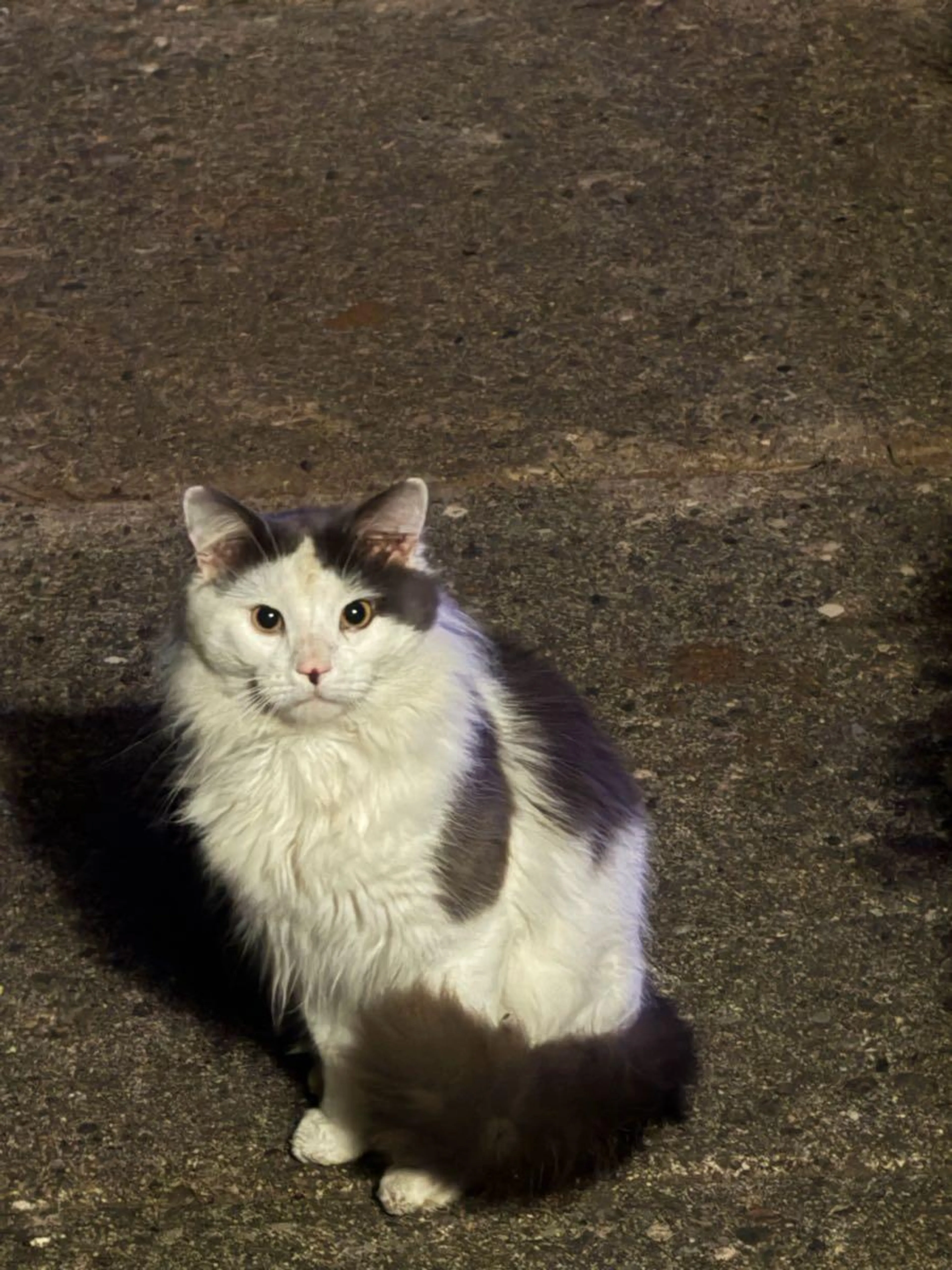 Found pet
