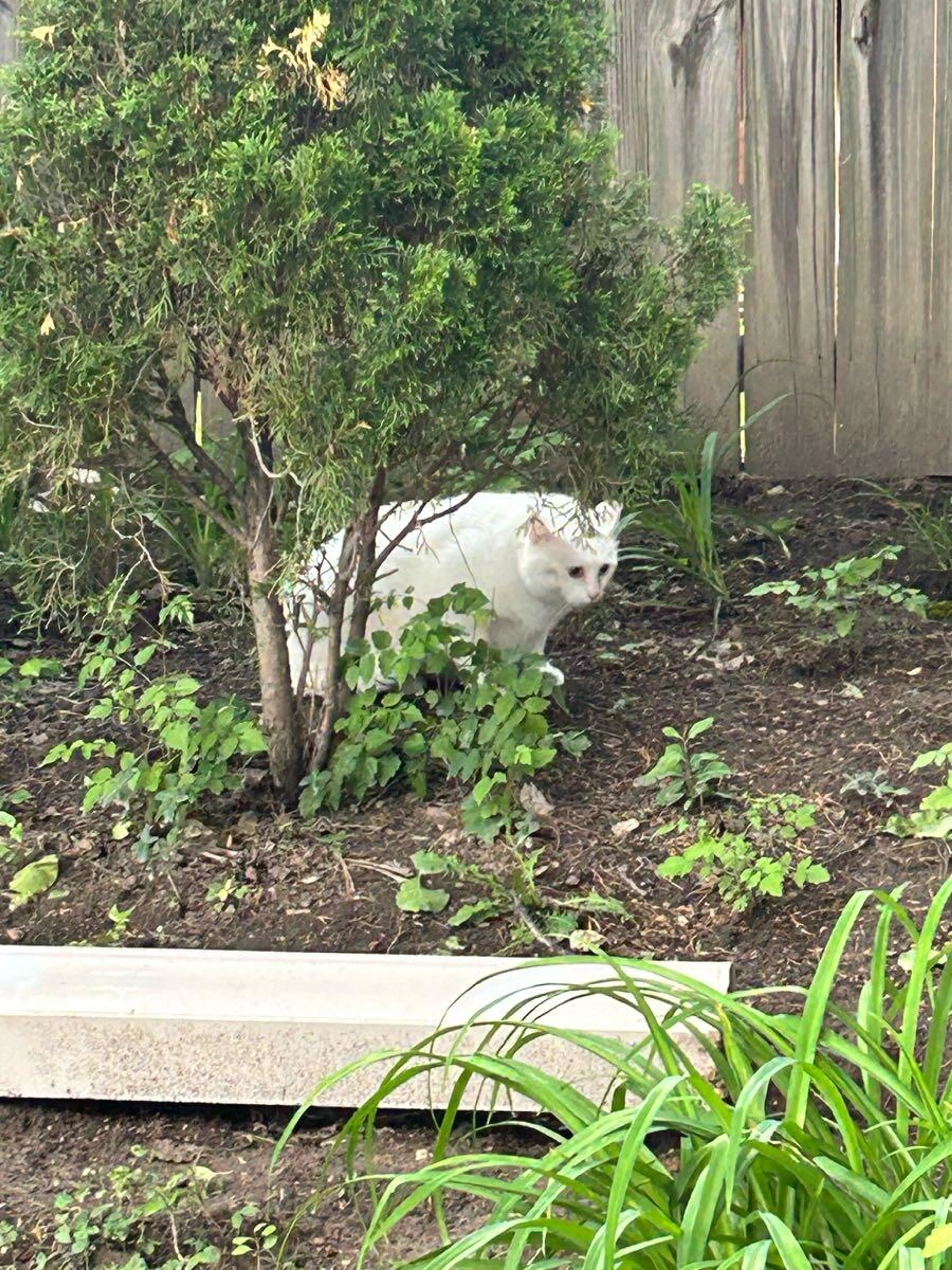 Found pet