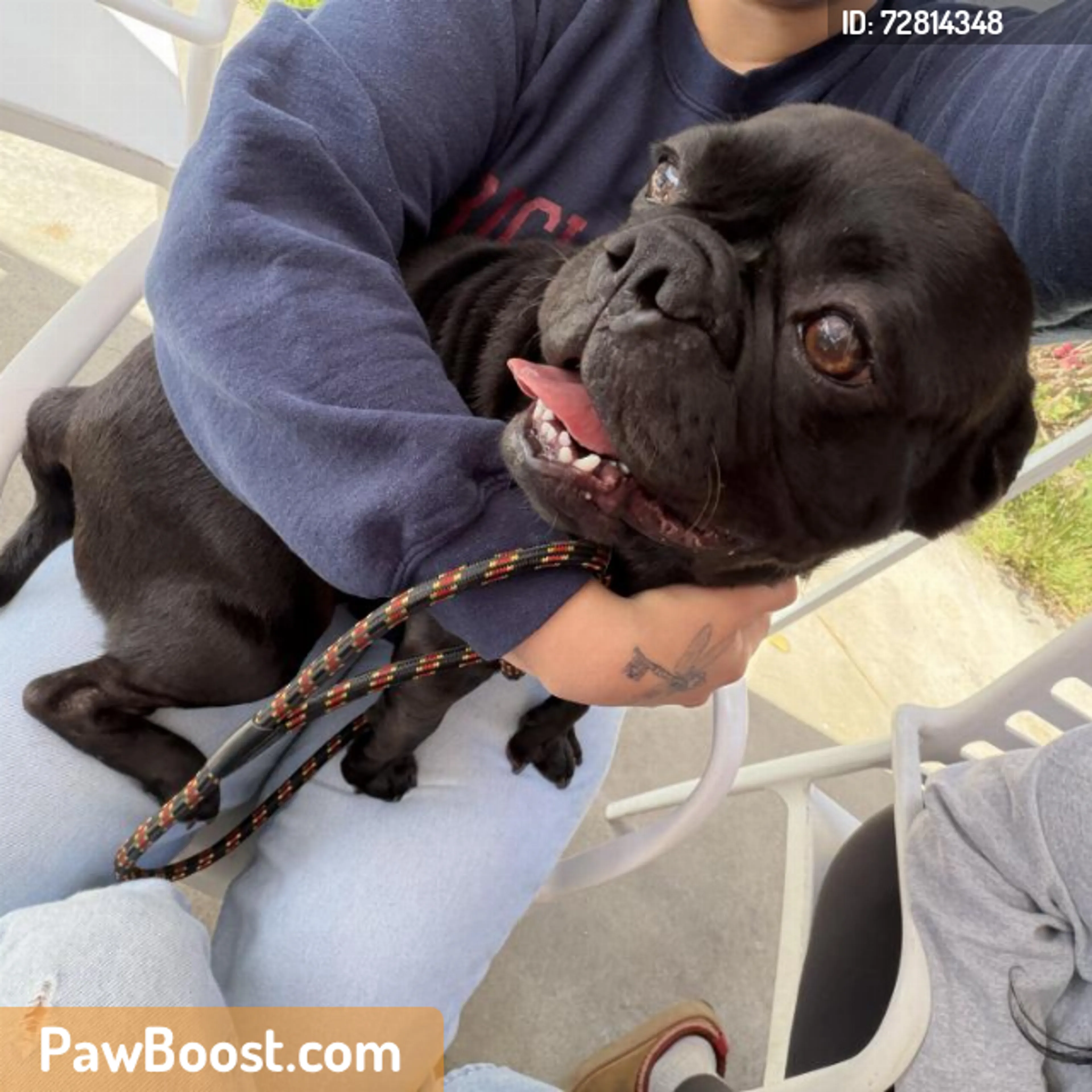 Found pet