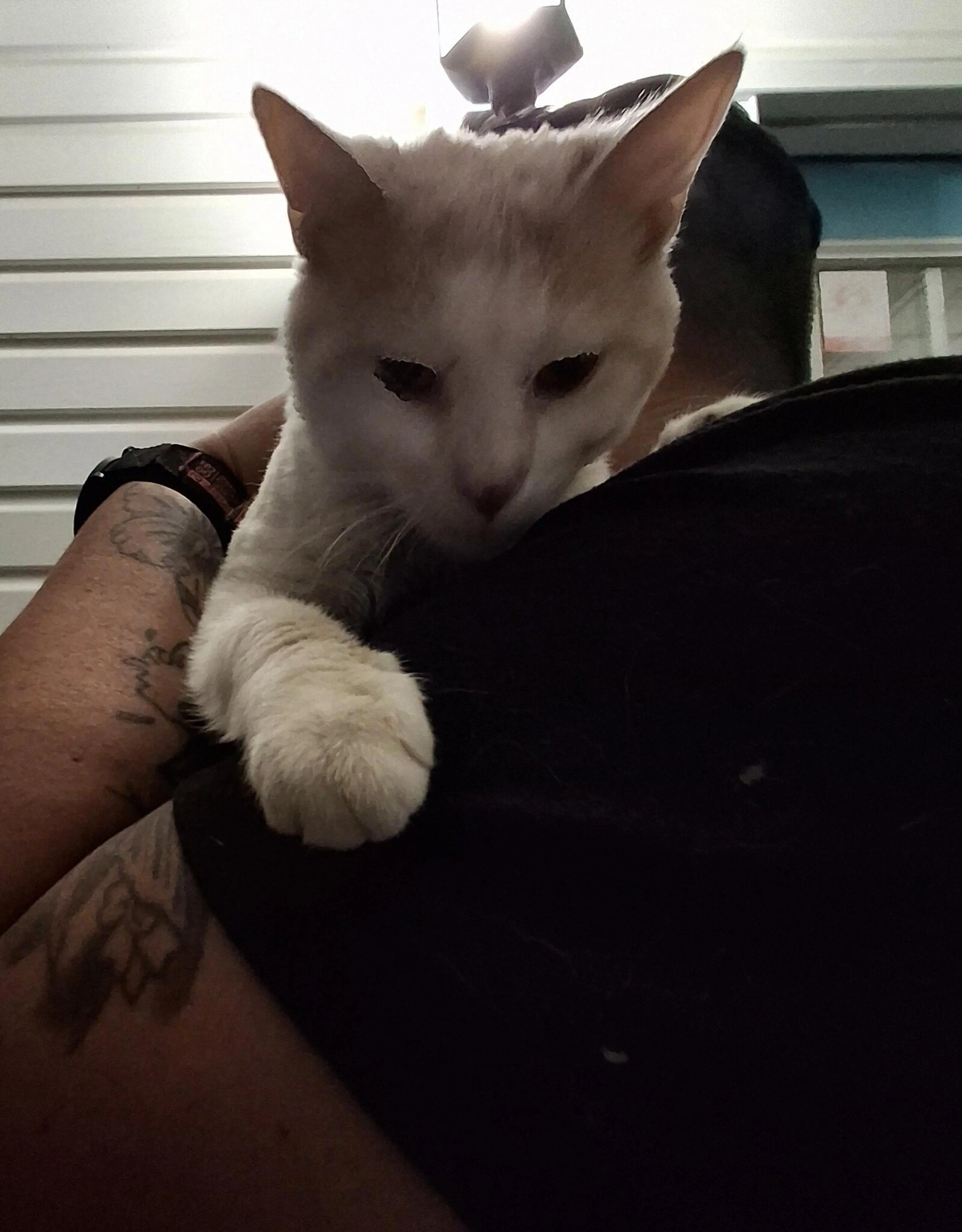 Found pet