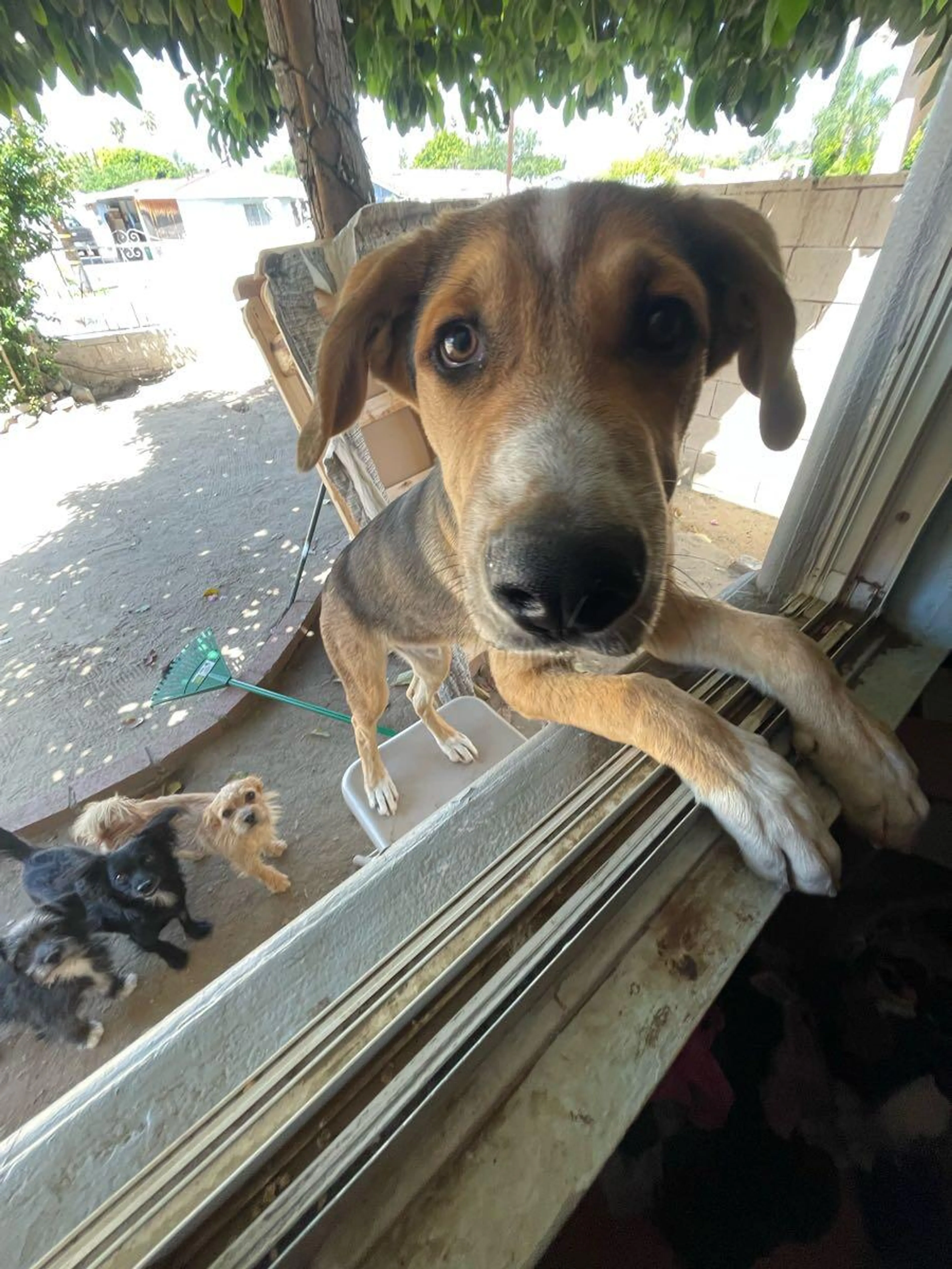 Lost pet