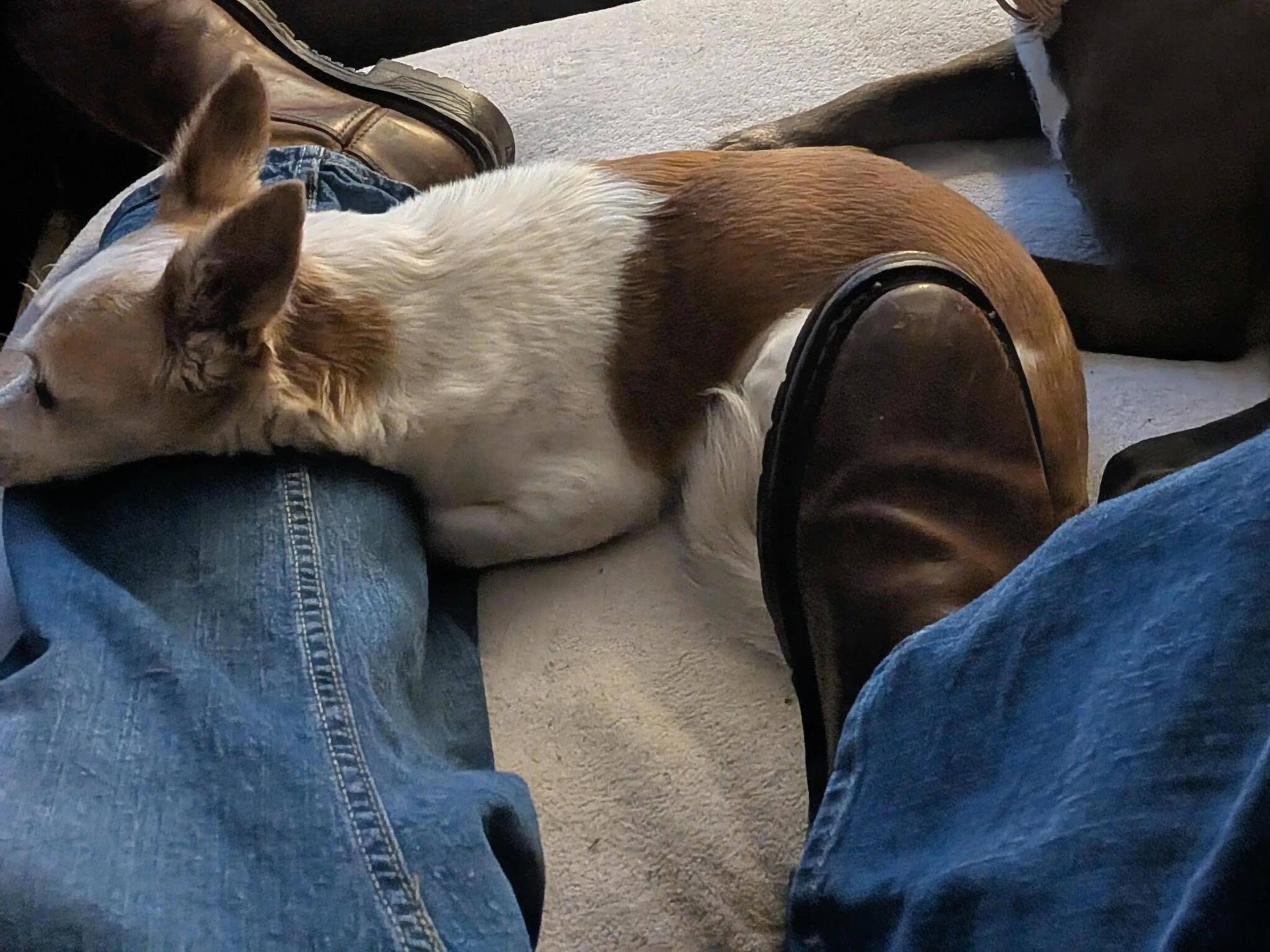 Lost pet