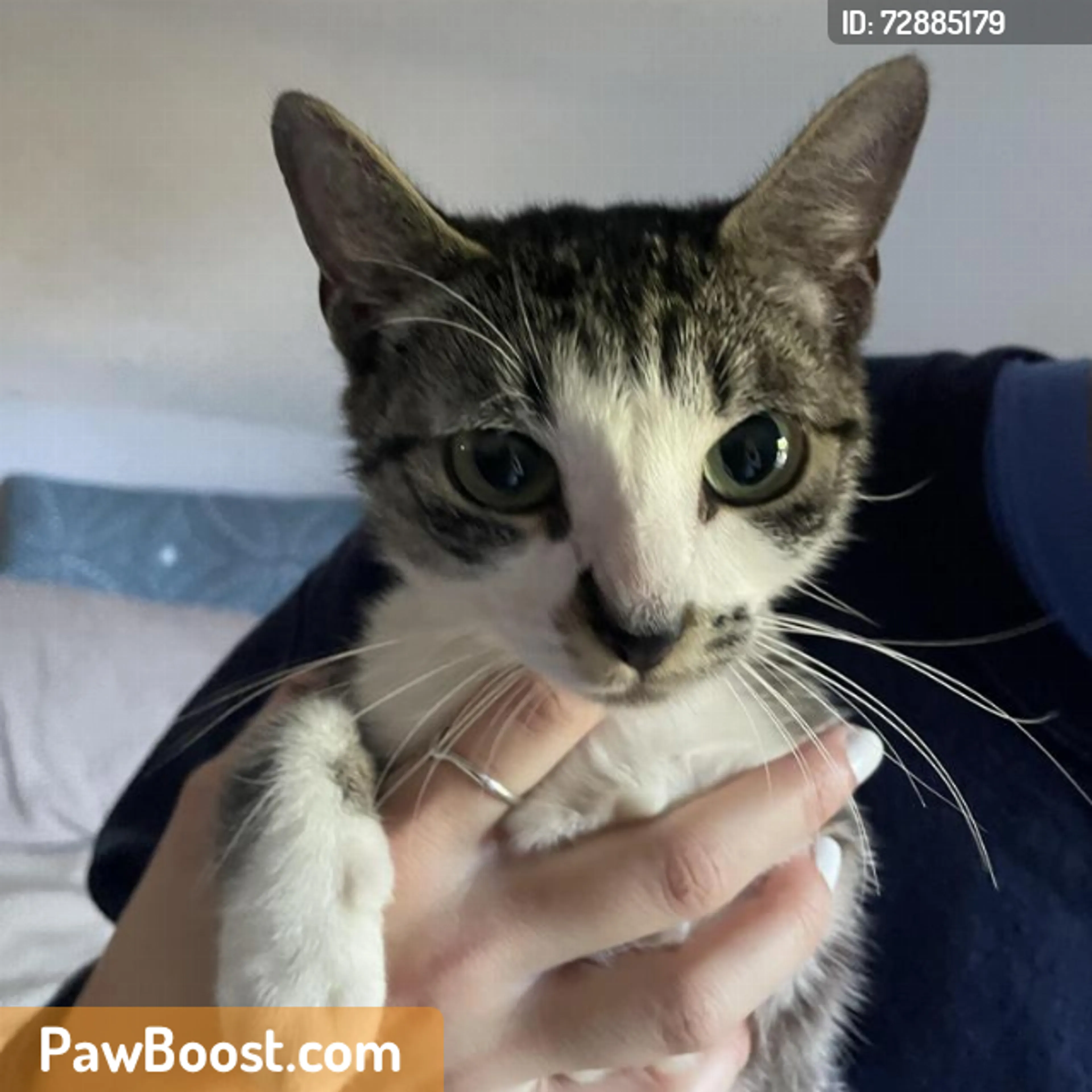 Found pet
