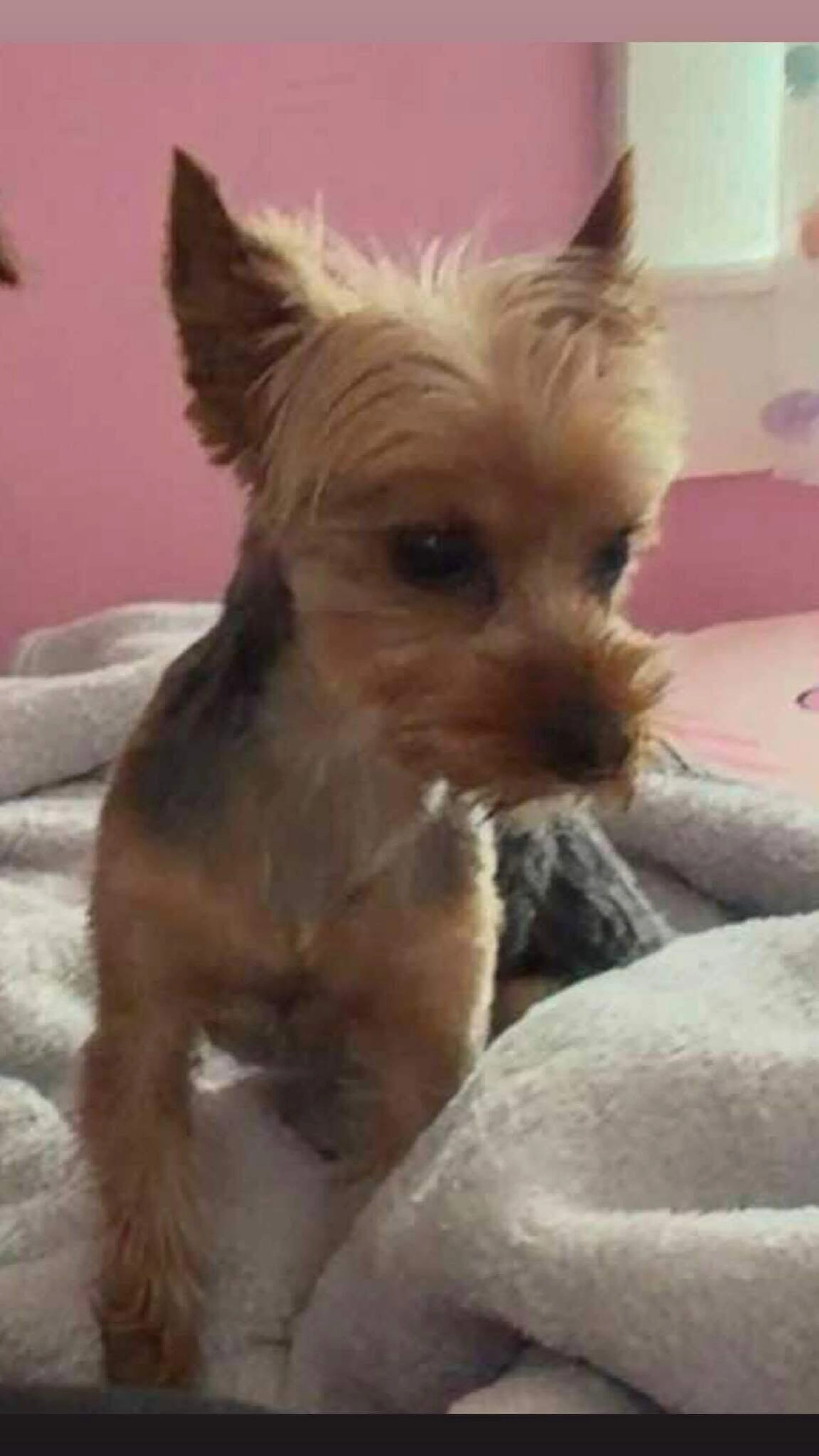 Lost pet