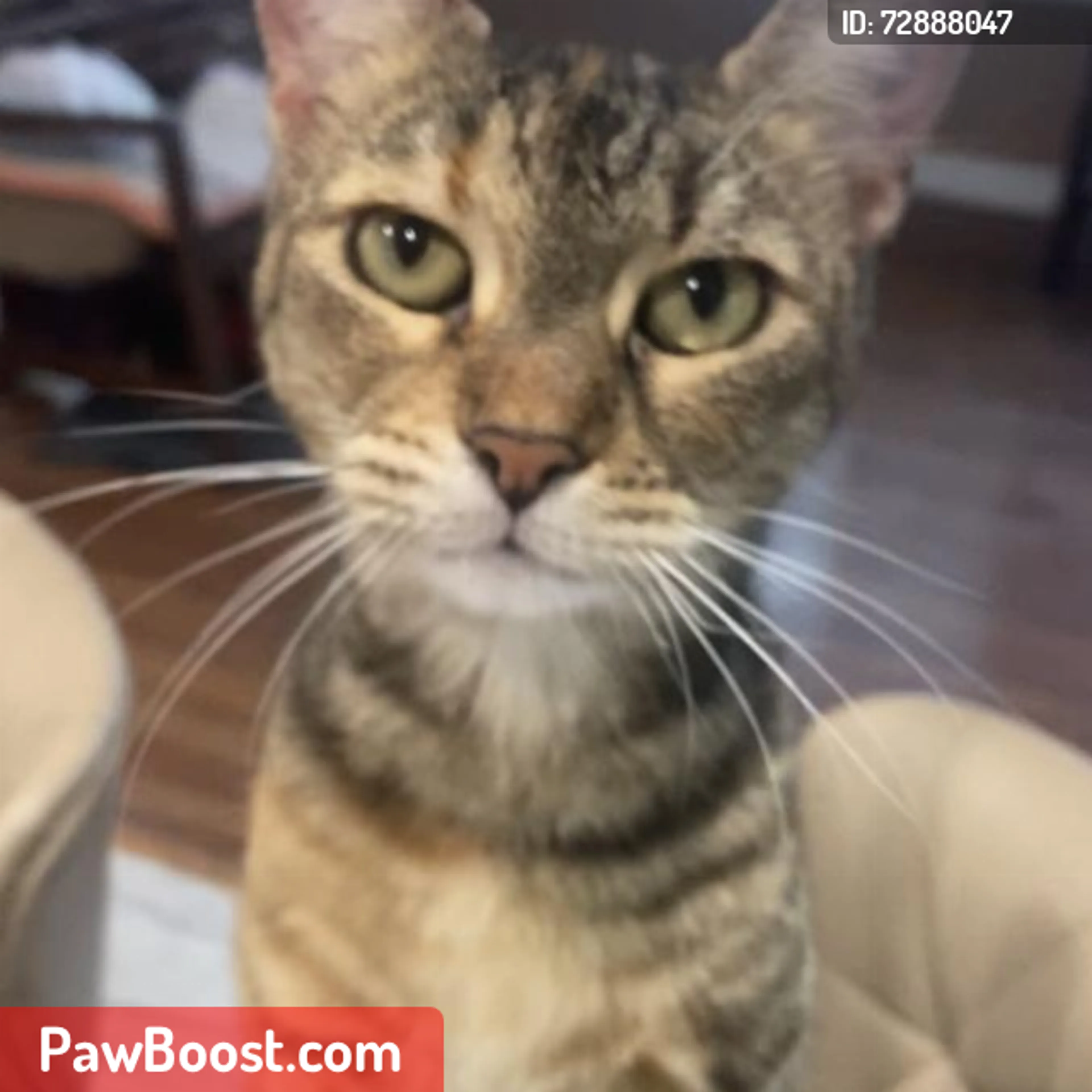 Lost pet