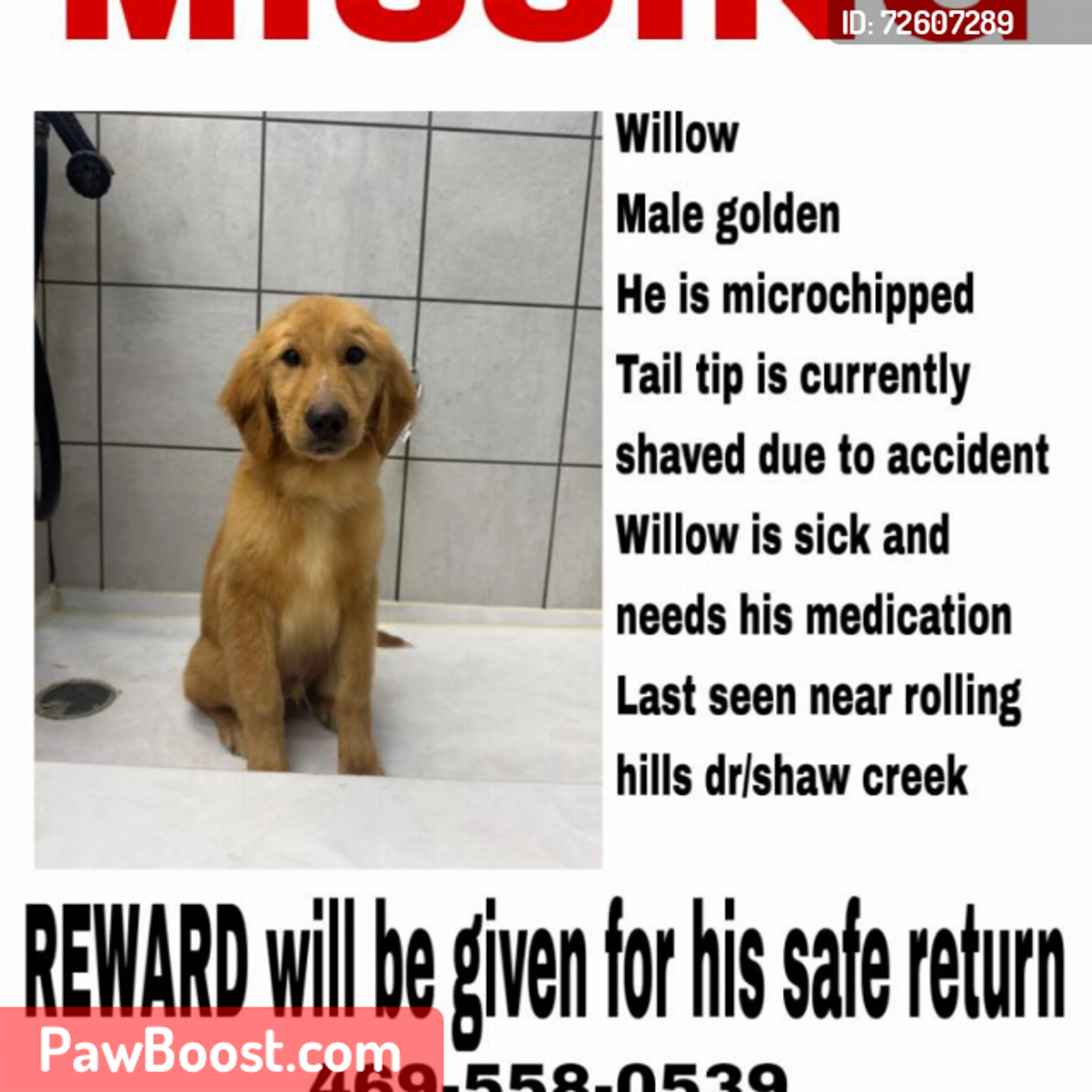 Lost pet