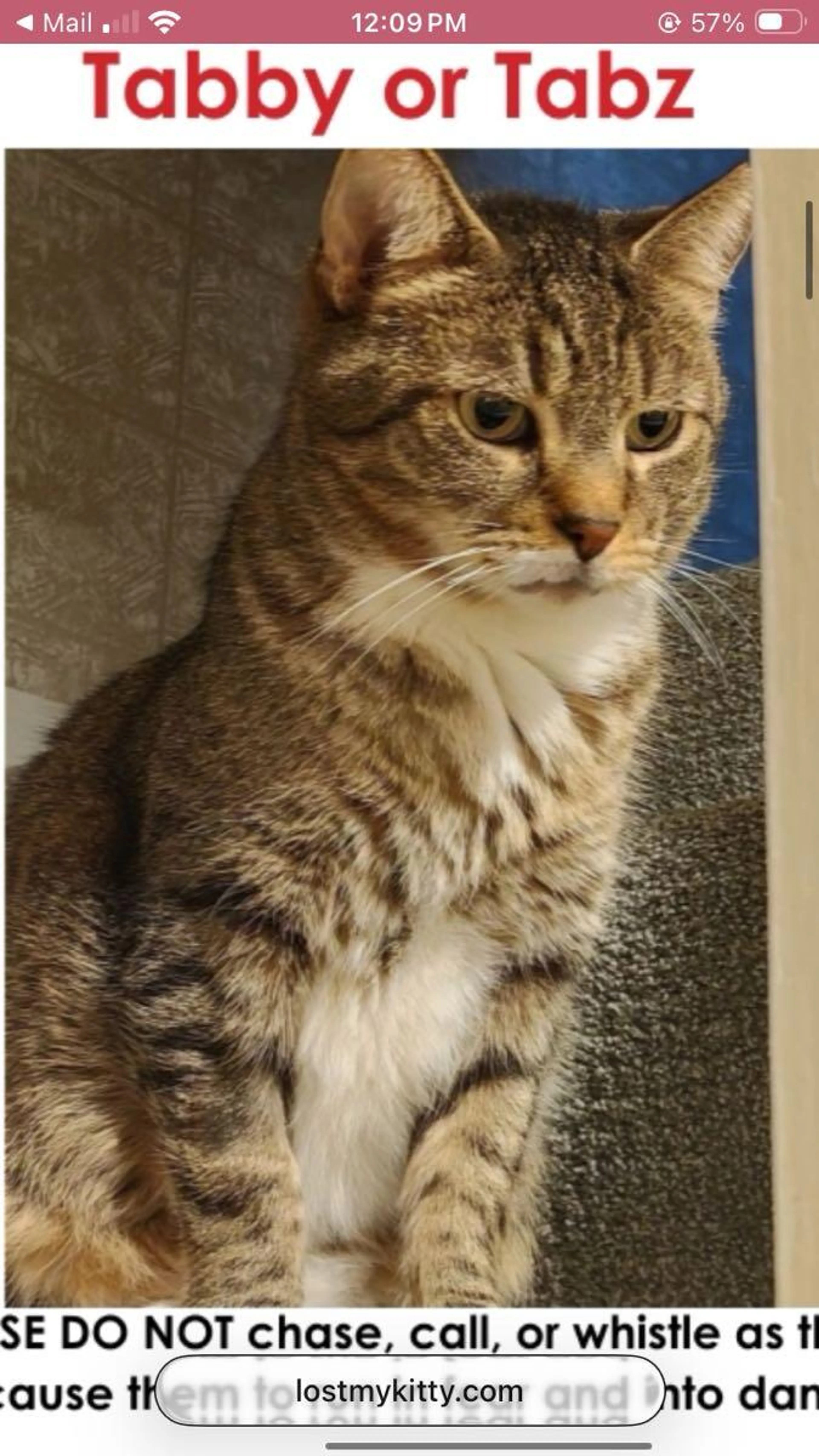 Lost pet