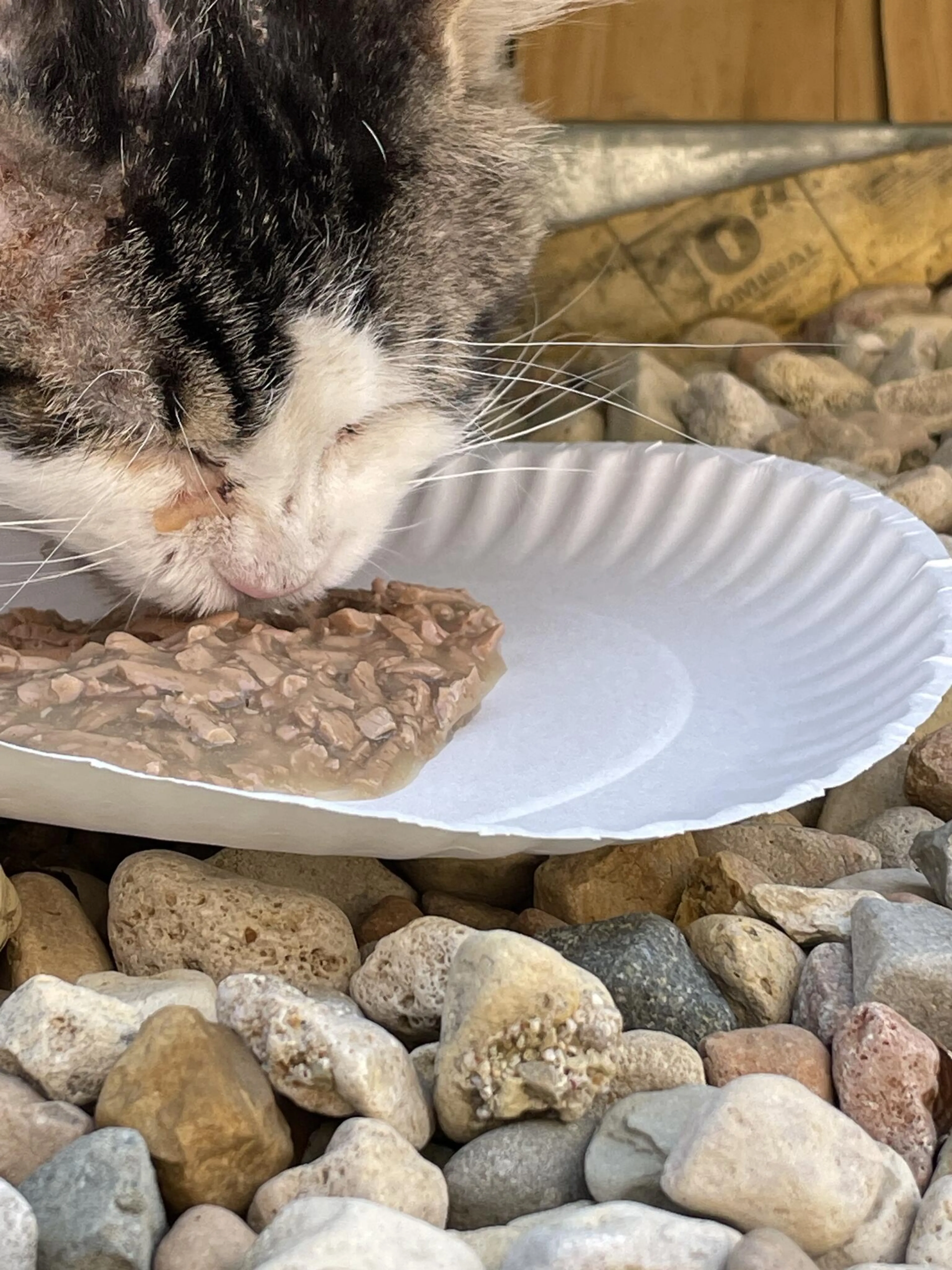 Found pet