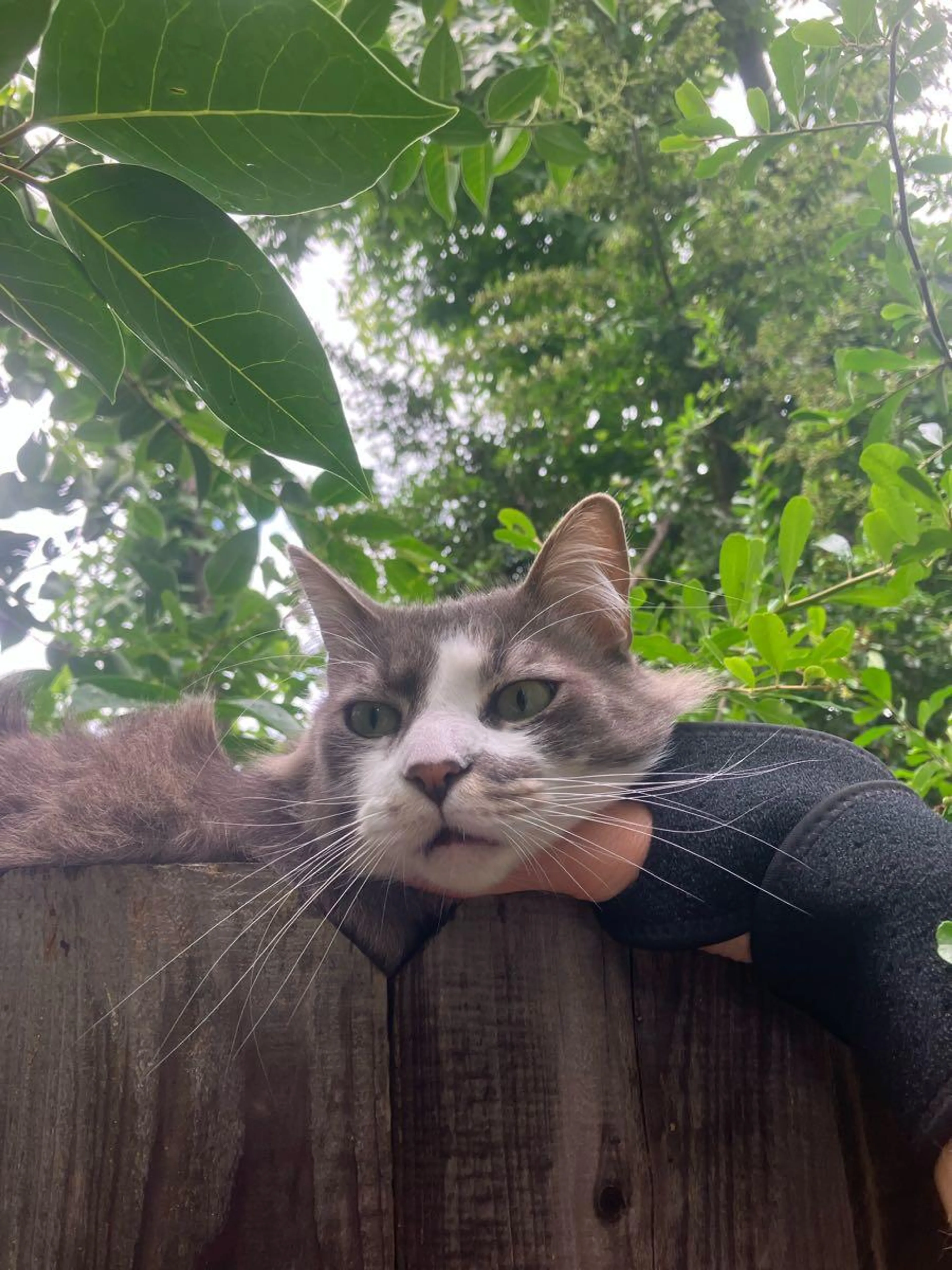 Found pet
