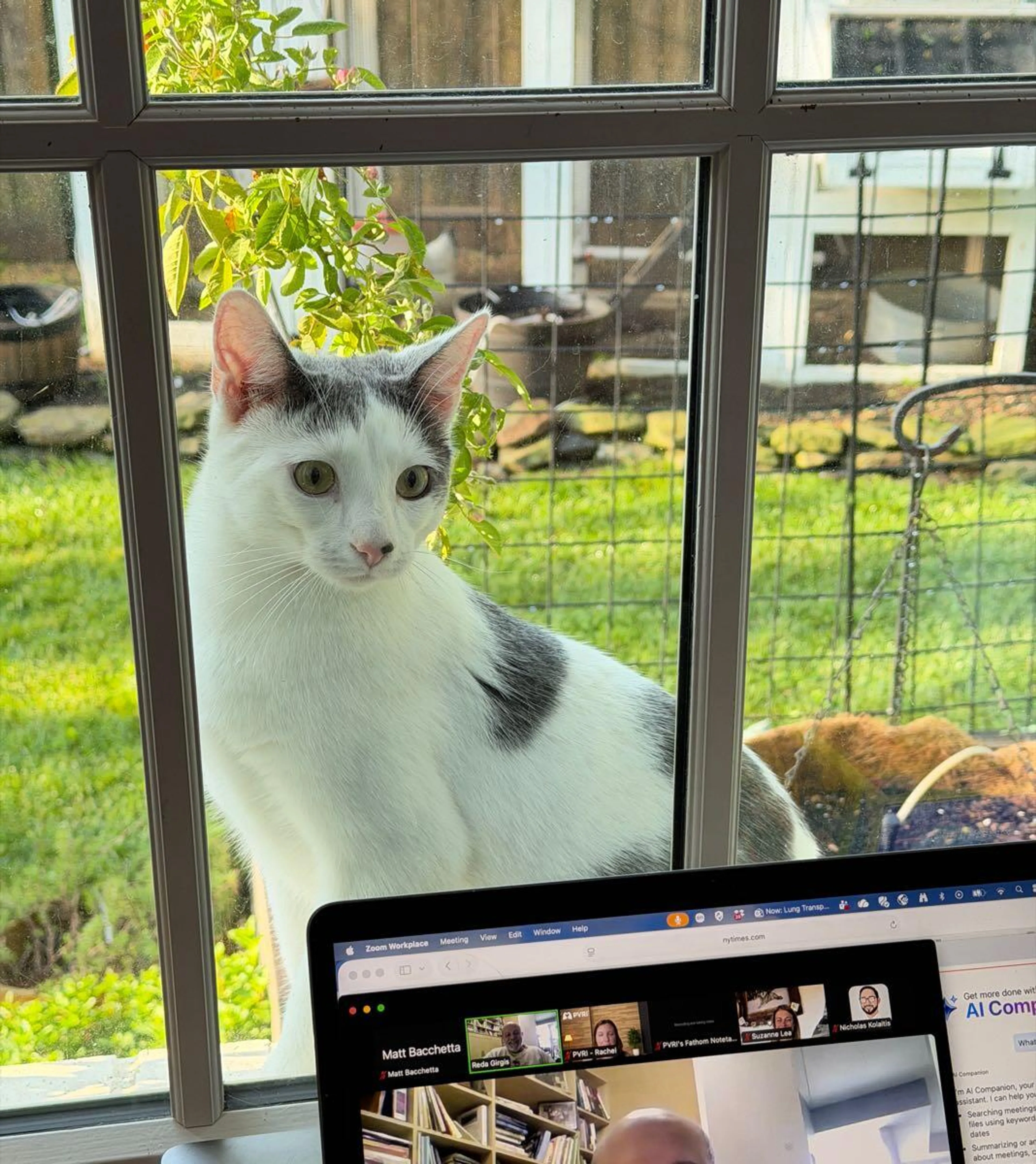 Lost pet