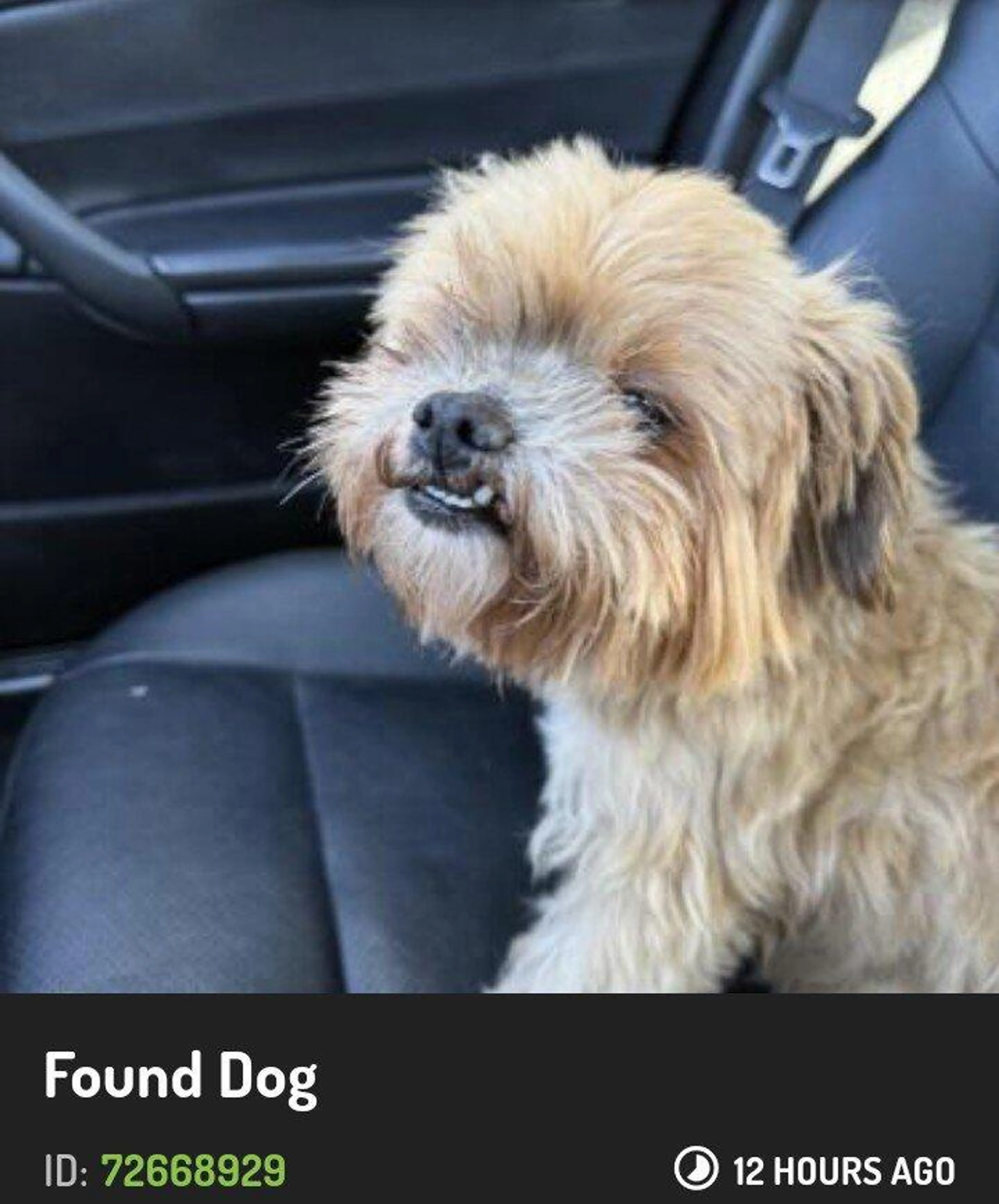 Found pet