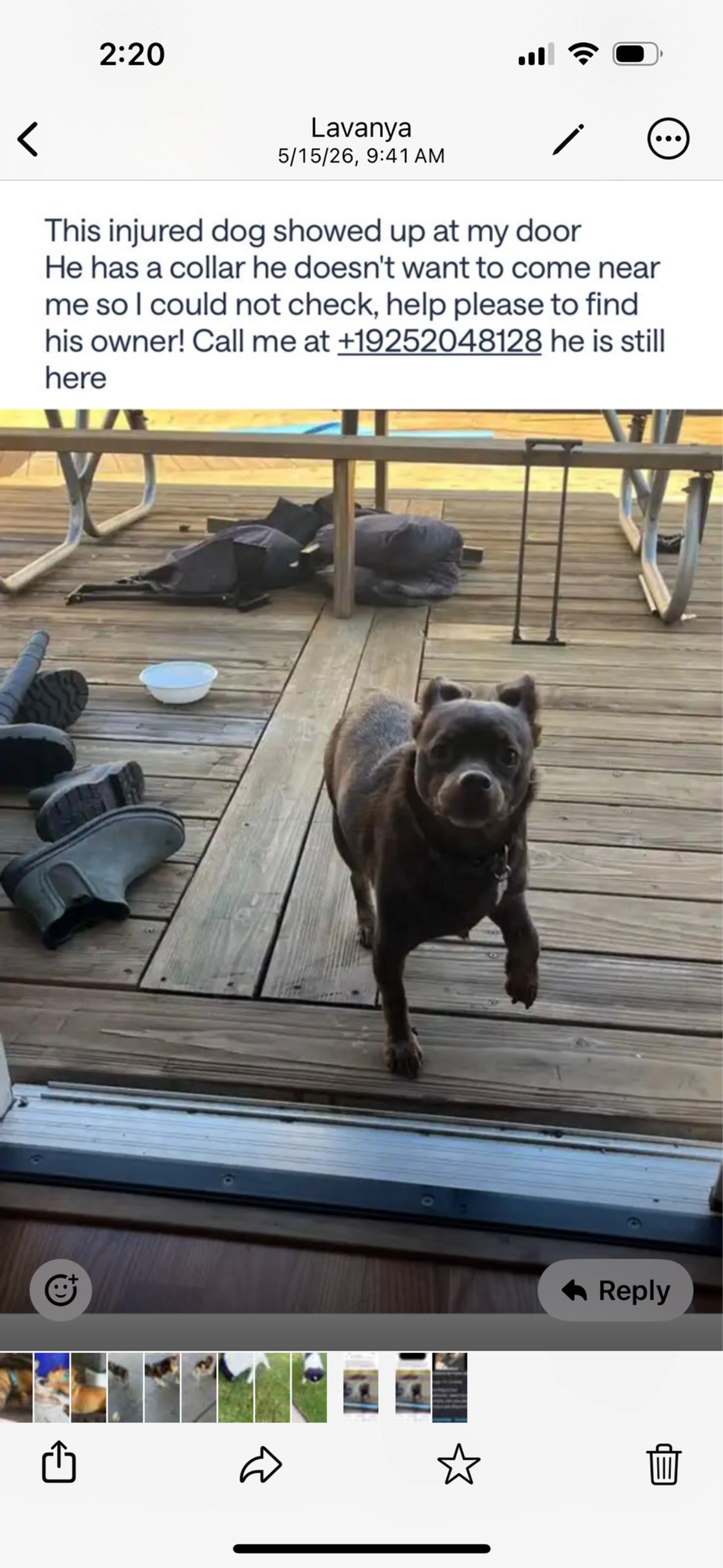 Found pet
