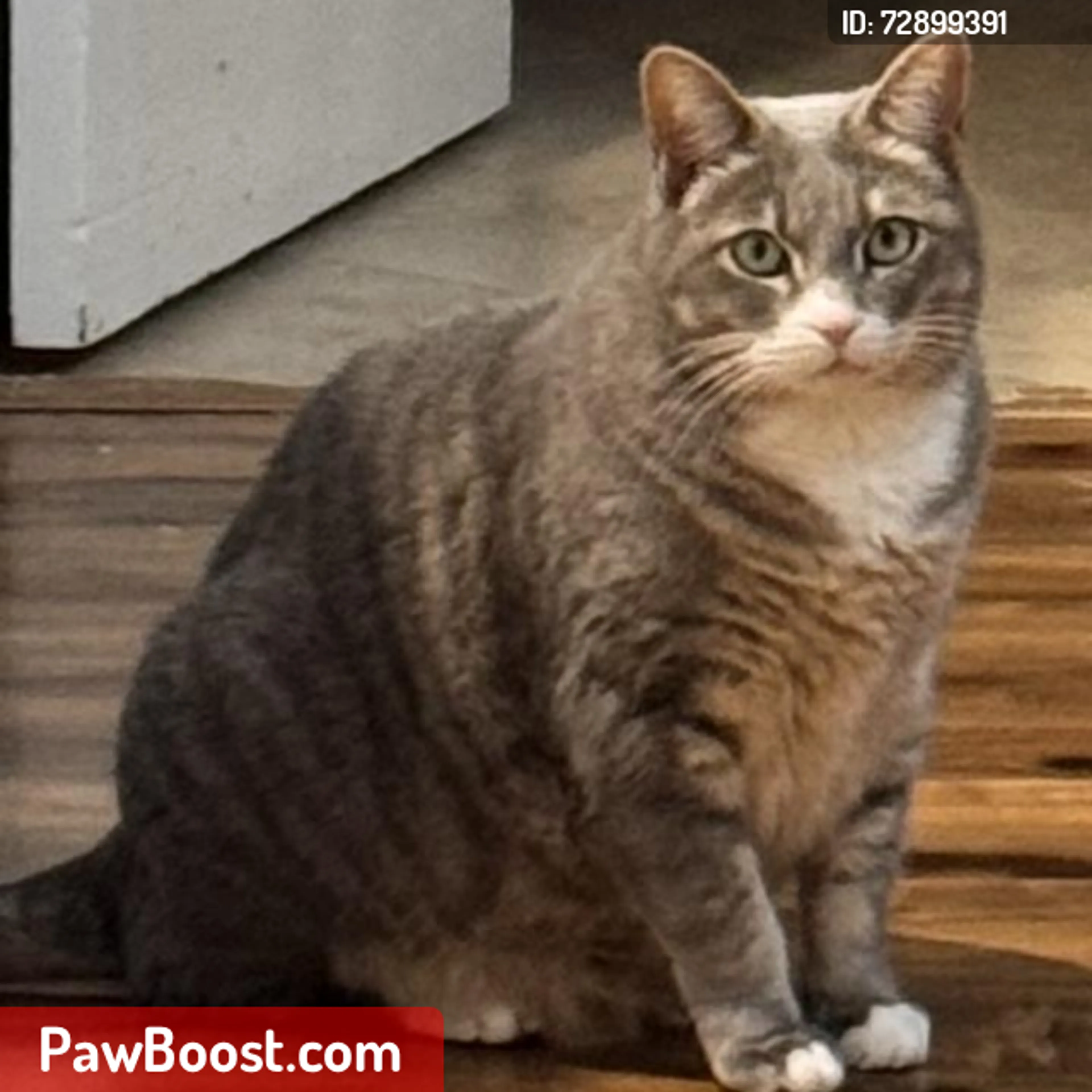 Lost pet