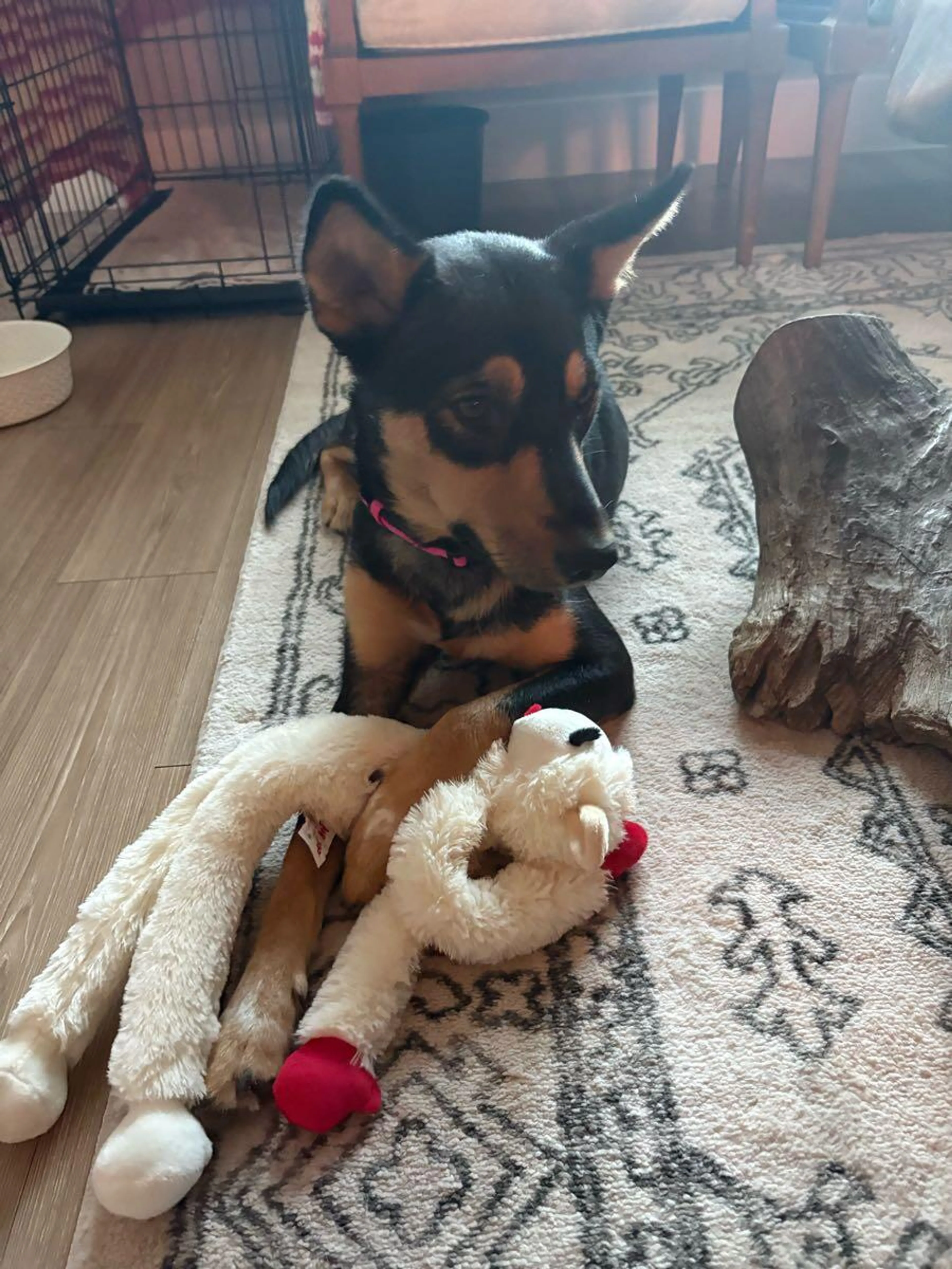Lost pet