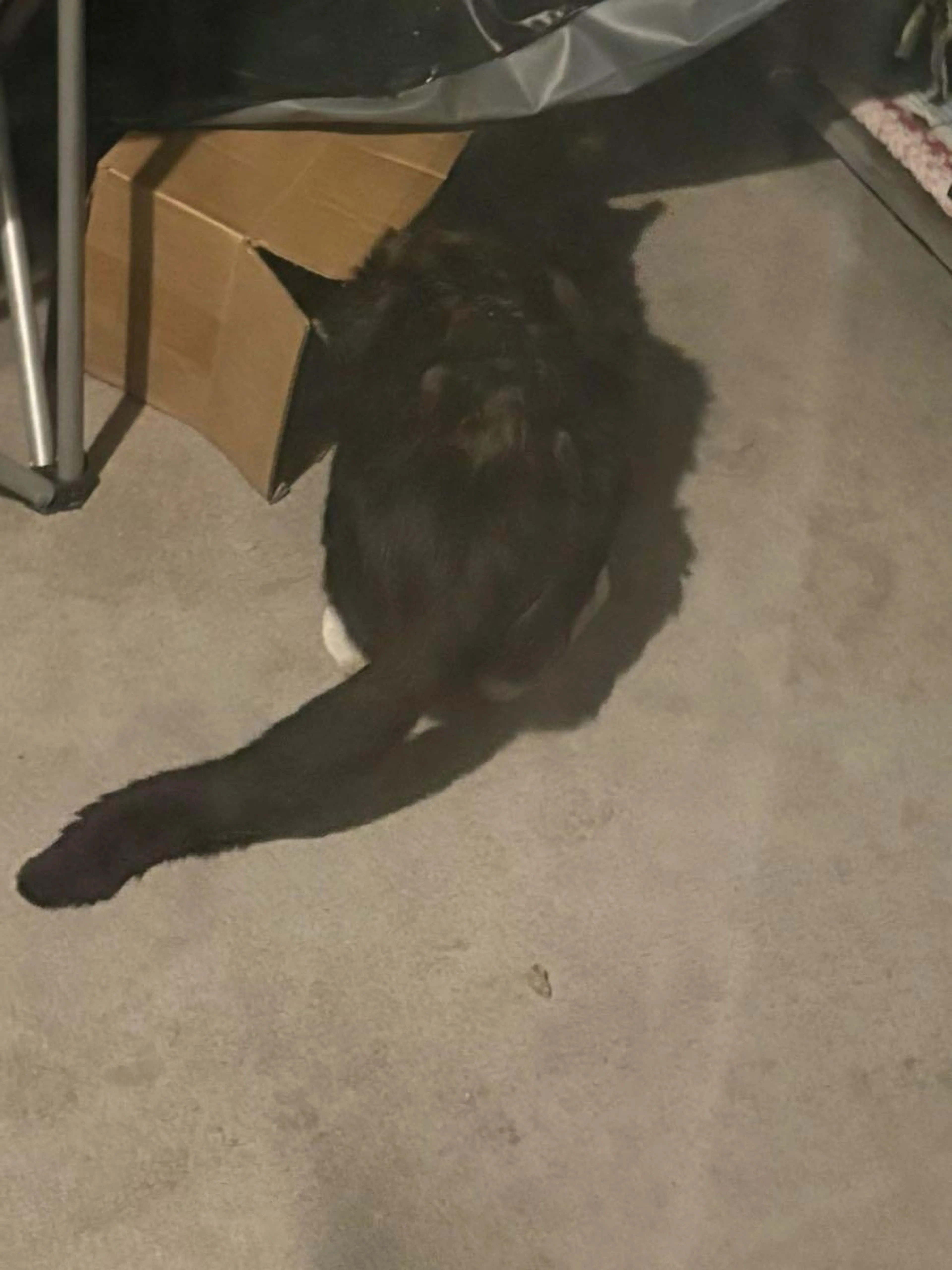 Found pet