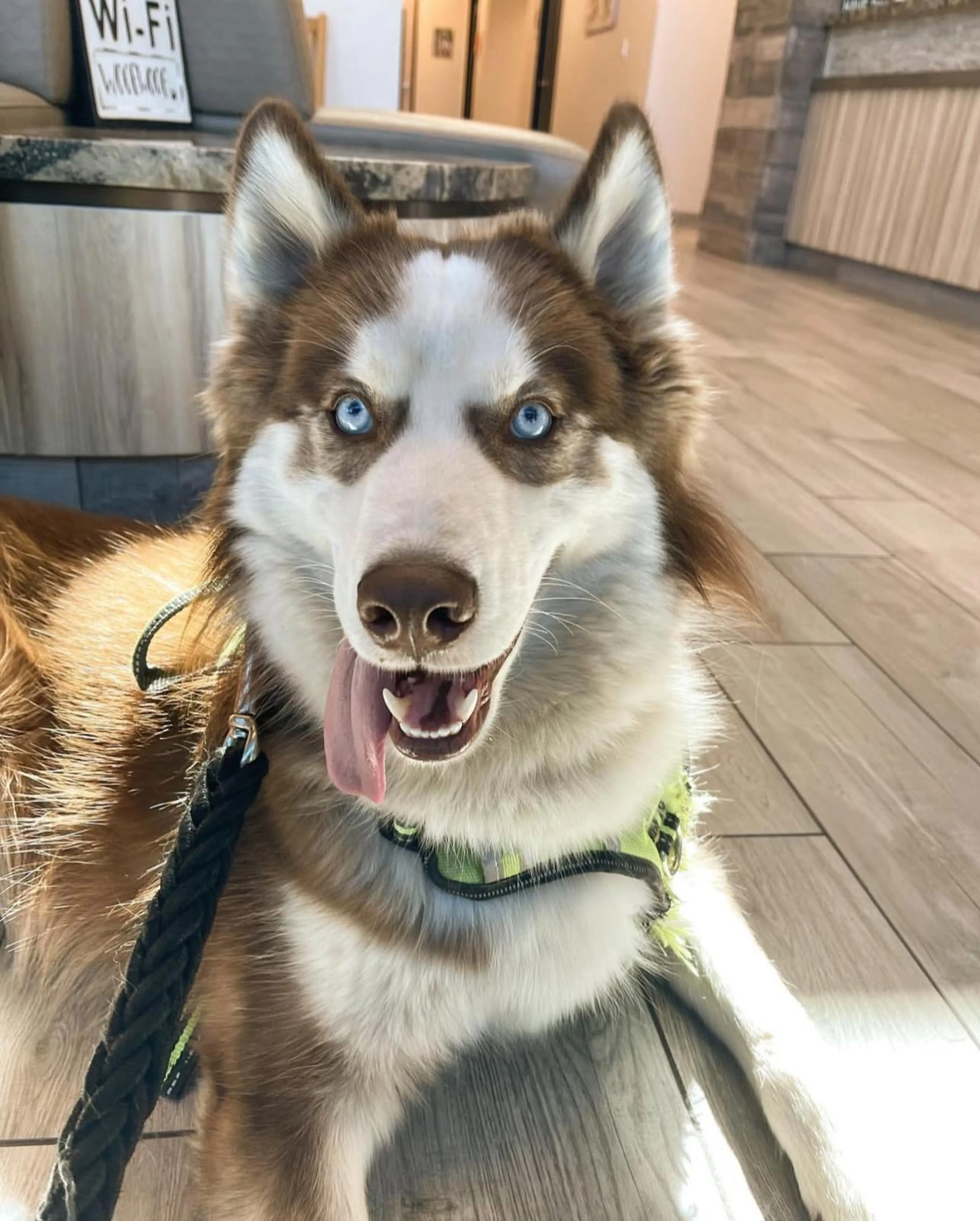 Found pet