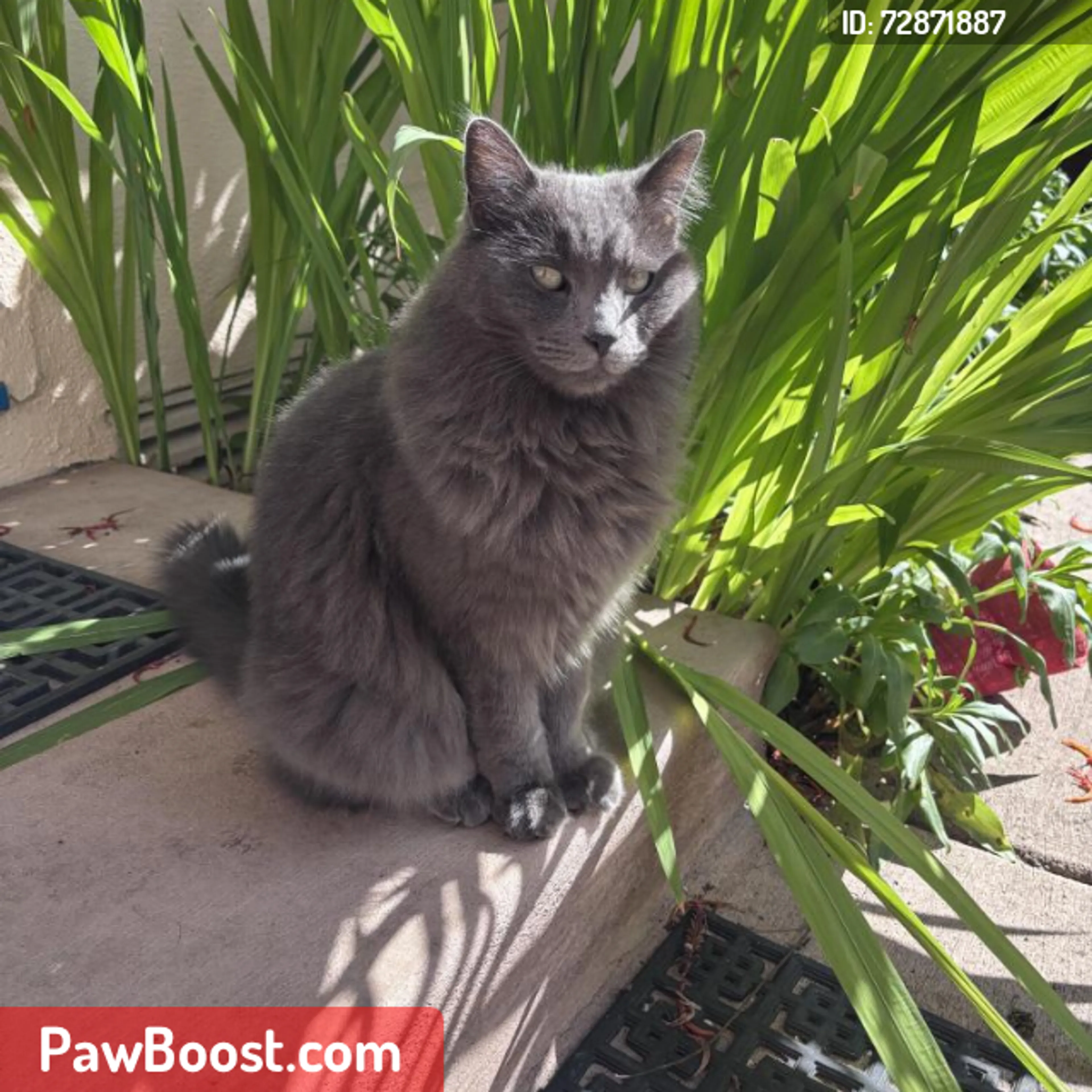 Lost pet