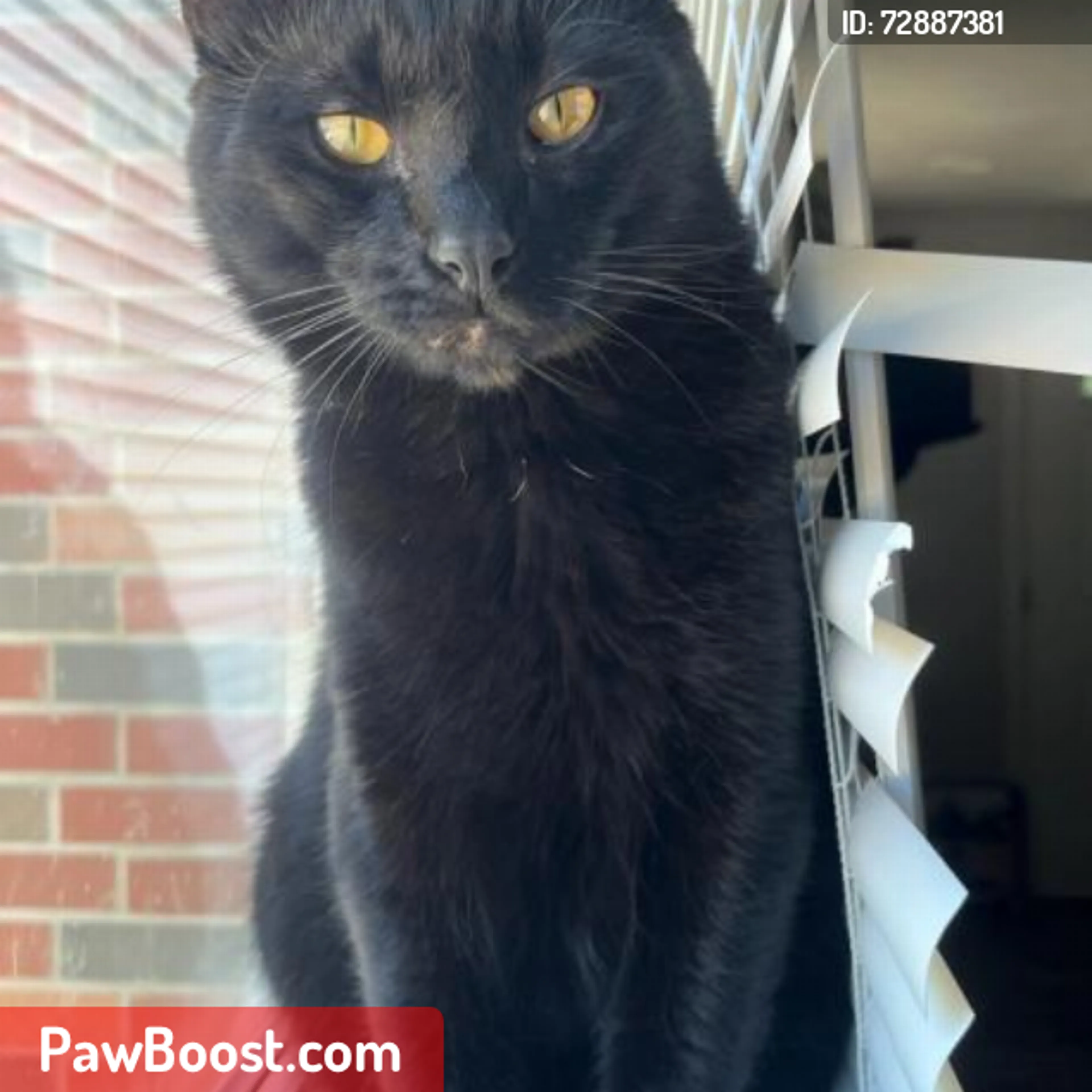 Lost pet