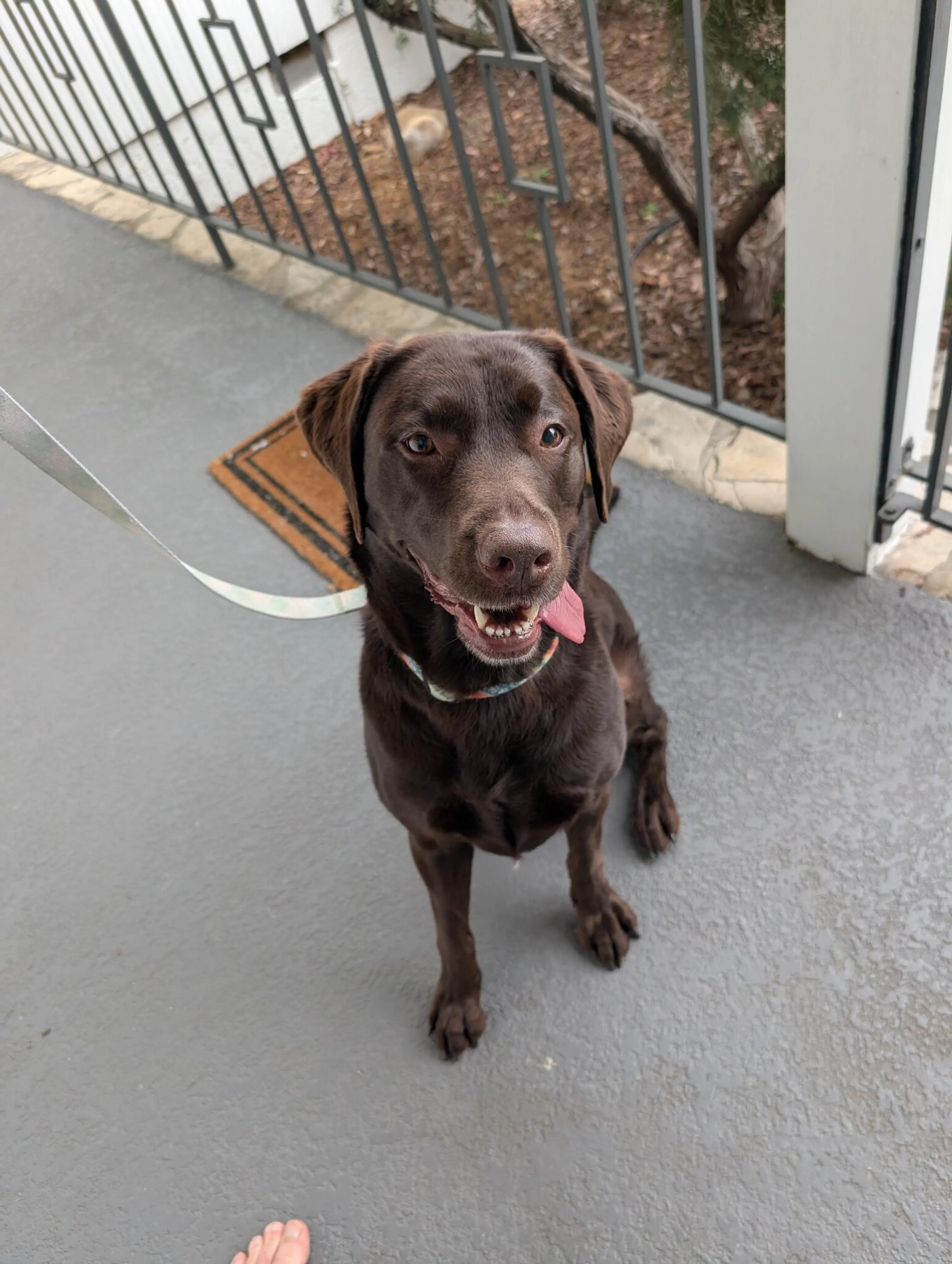 Found pet