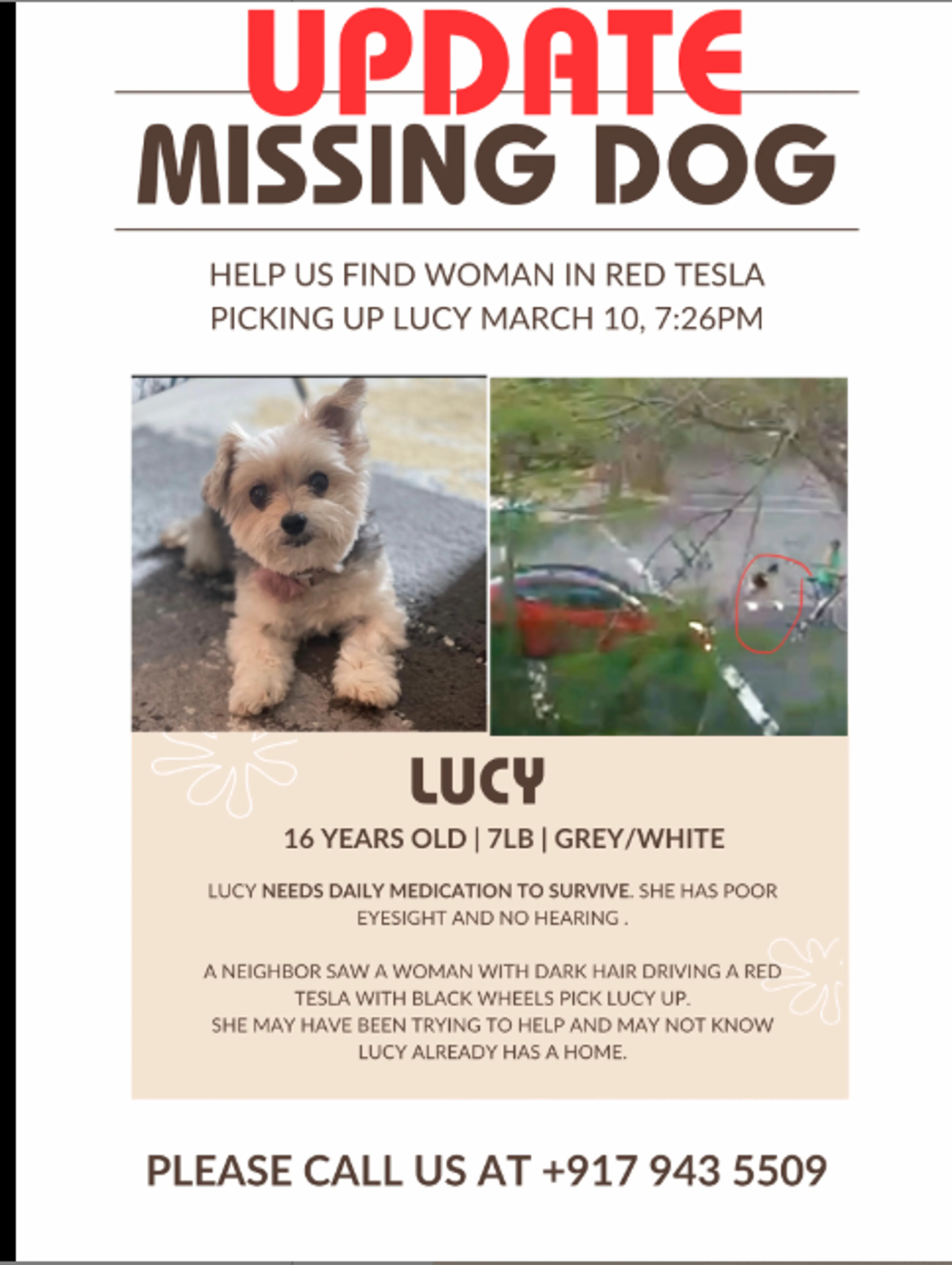 Lost pet