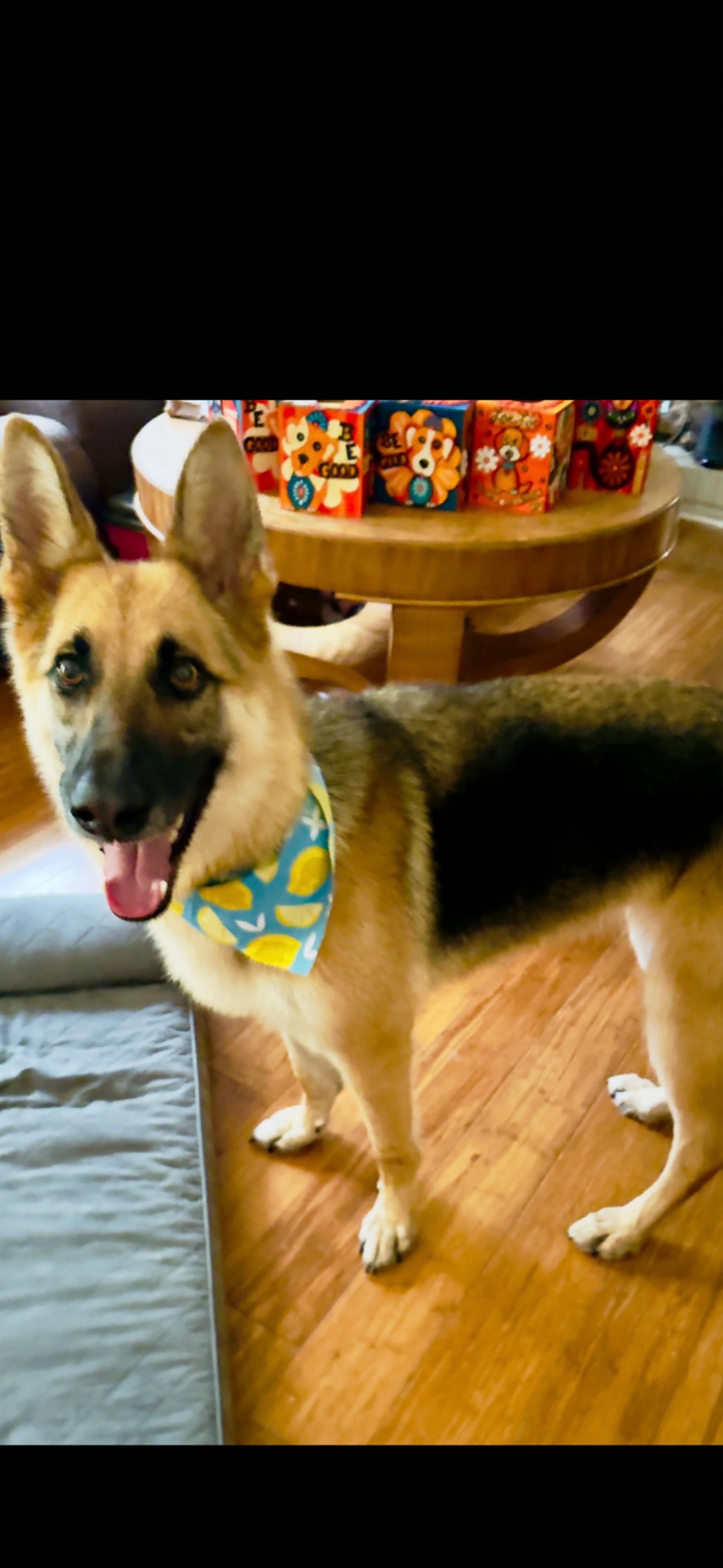 Lost pet